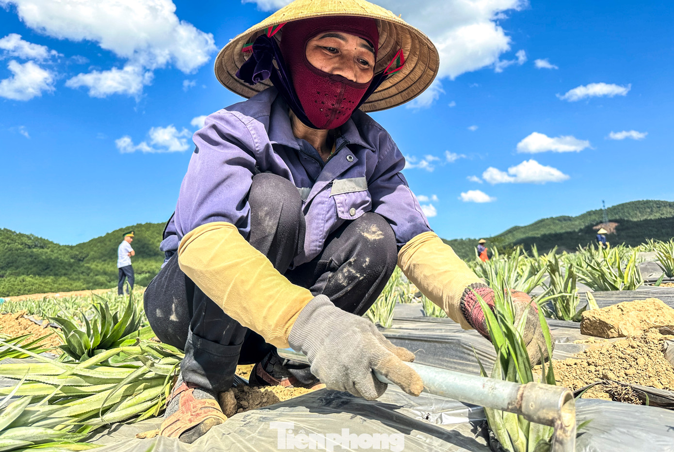 Cây dứa phát triển tốt, hứa hẹn là cây trồng bền vững, mang thu nhập cao cho người dân.