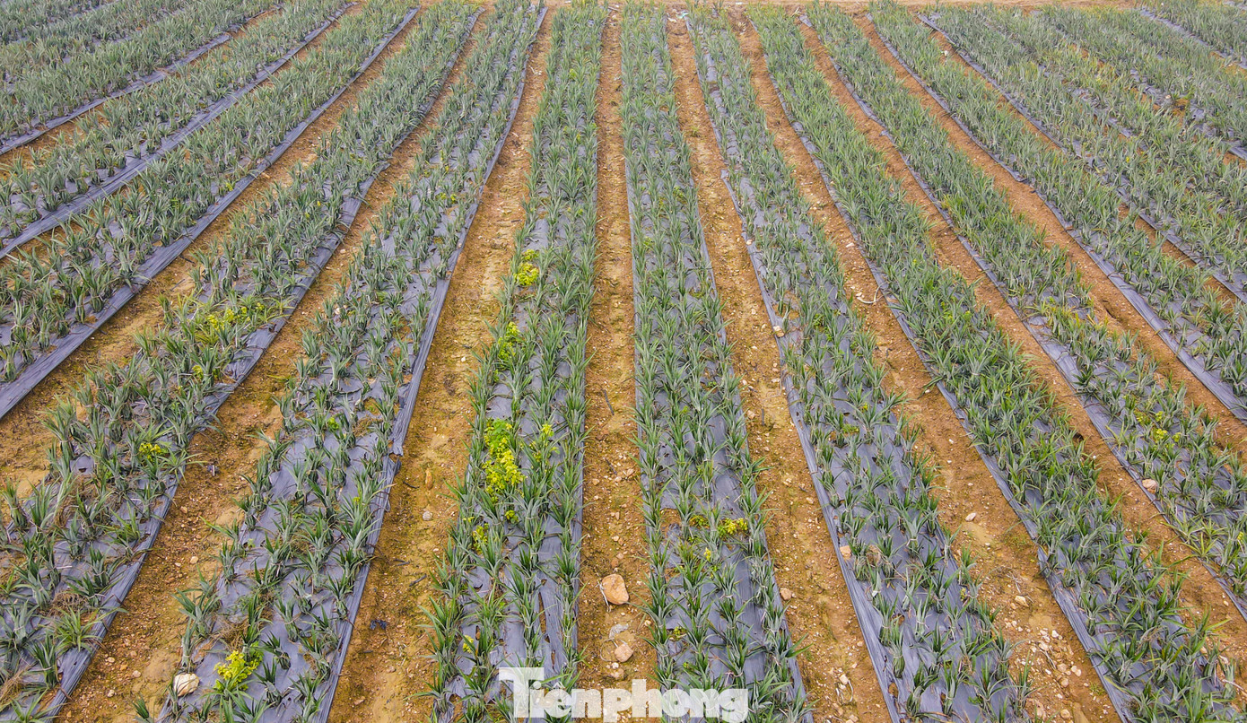 Cây dứa phát triển tốt, hứa hẹn là cây trồng bền vững, mang thu nhập cao cho người dân.