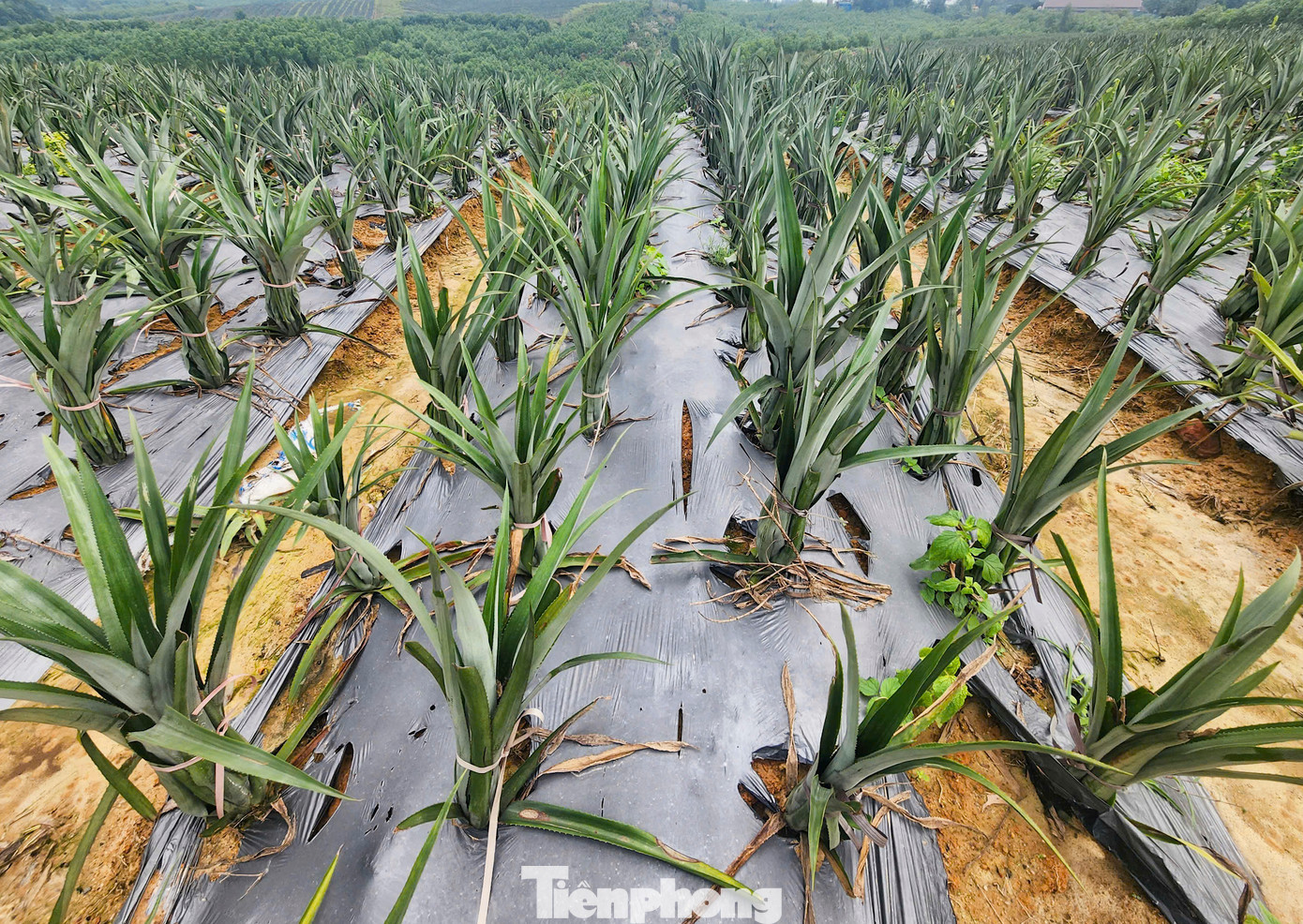 Hà Tĩnh mở rộng vùng nguyên liệu dứa.