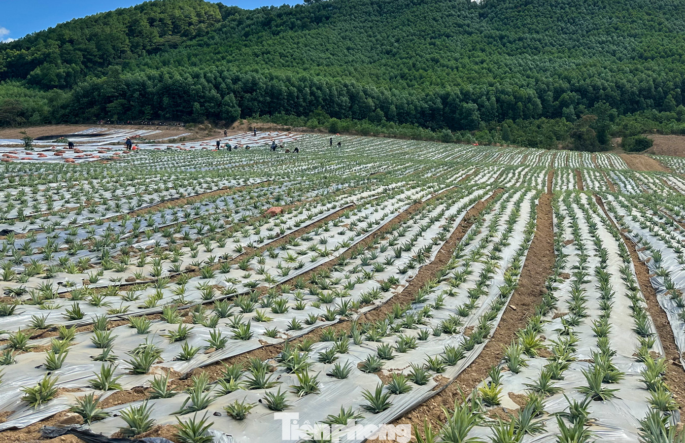 Cây dứa phát triển tốt, hứa hẹn là cây trồng bền vững, mang thu nhập cao cho người dân.