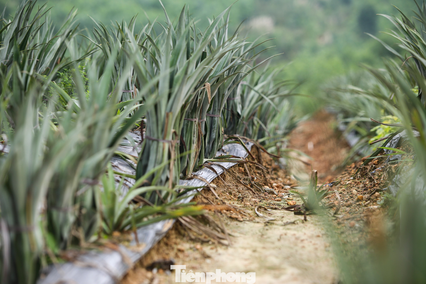 Cây dứa phát triển tốt, hứa hẹn là cây trồng bền vững, mang thu nhập cao cho người dân.