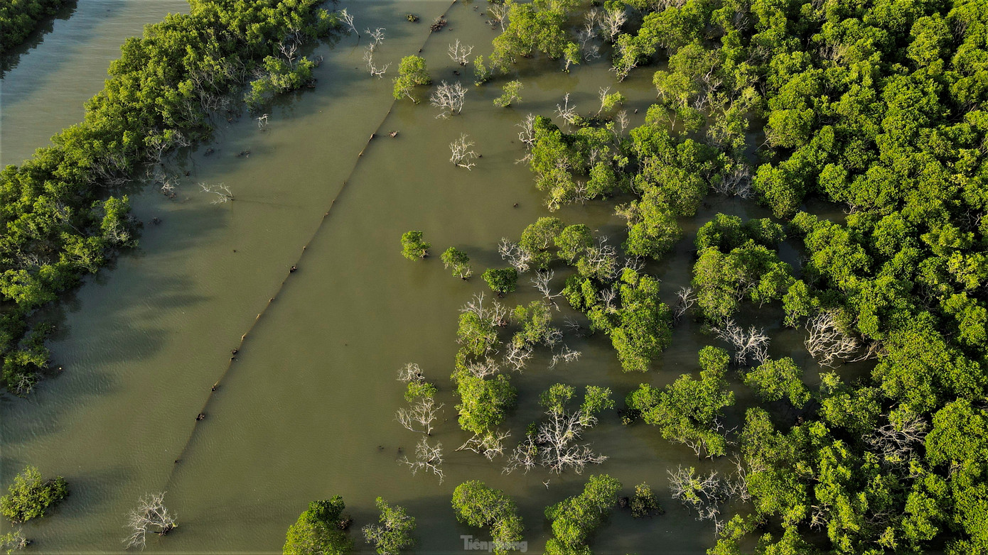 Các khu vực rừng ngập mặn chưa dừng lại việc kém phát triển, bị chết. Các khu vực rừng ngập mặn chưa dừng lại việc kém phát triển, bị chết.