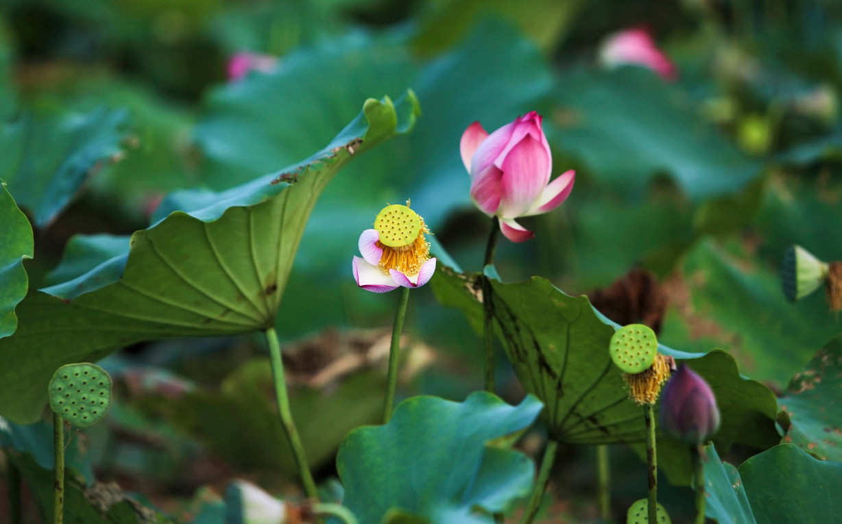 Tại cánh đồng Đồng Múc ở xã Tiên Điền (xã Xuân Mỹ, huyện Nghi Xuân cũ), những đầm sen rộng cả ha đang đua sắc khoe nở.