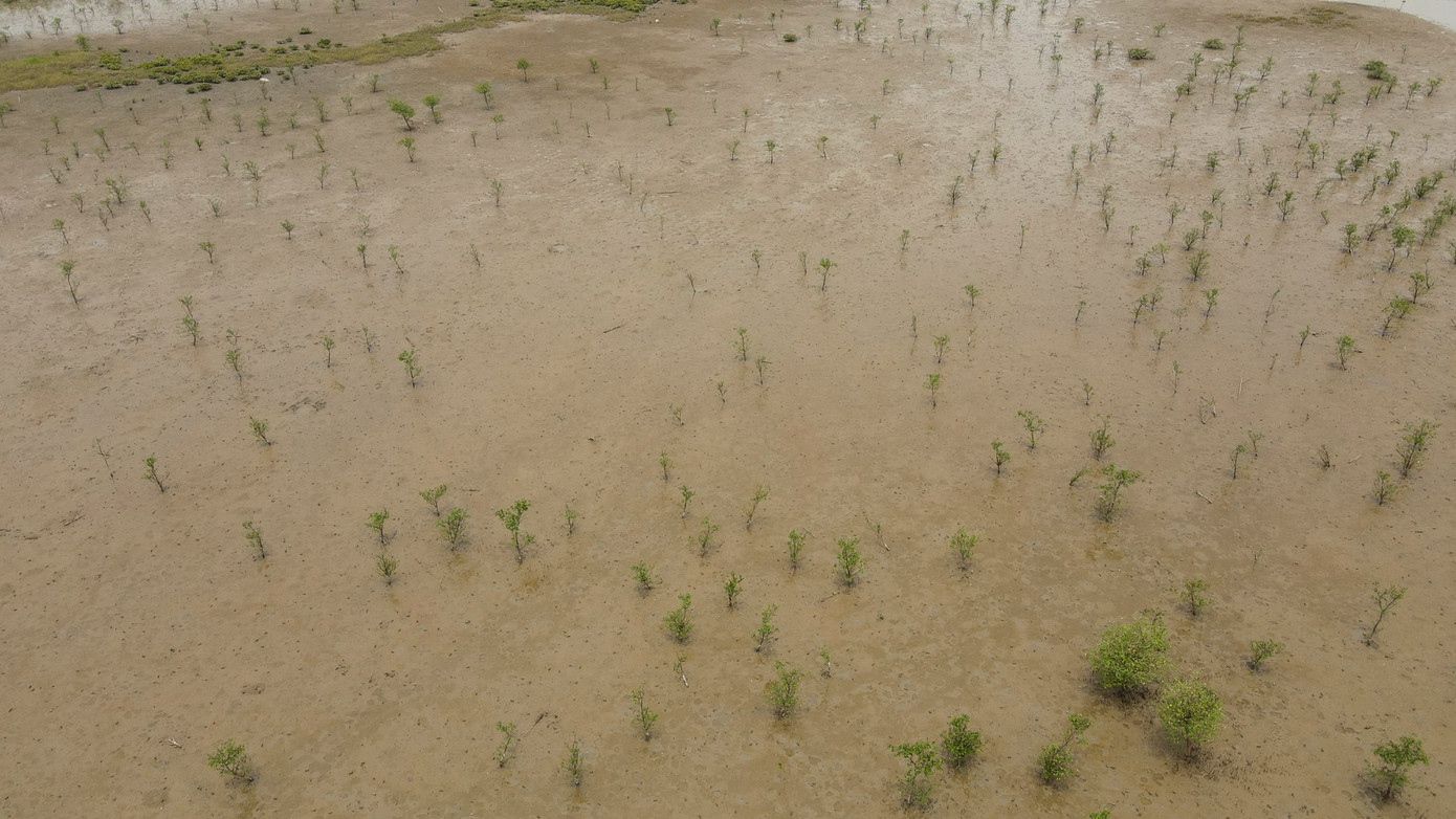 Theo đó, rừng bị chết được nhận định với nhiều lý do như chênh lệch độ mặn, sốc môi trường nước, khí hậu khắc nghiệt, tuổi thọ của cây thuộc rừng cũ, các loài cây mới trồng chưa phù hợp điều kiện thổ nhưỡng và khí hậu.