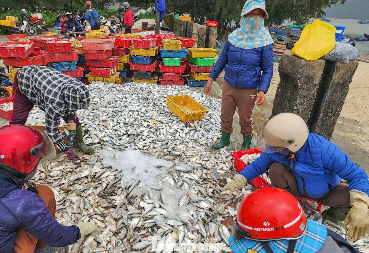 “Với giá bán cá ghé dao động tại bến từ 8.000 - 10.000 đồng/kg, trong khi cá đù có giá từ 50.000 - 60.000 đồng/kg tùy loại. Mỗi chuyến biển, các tàu thu về hàng chục triệu đồng”, ông Nguyễn Bình (62 tuổi) cho hay.