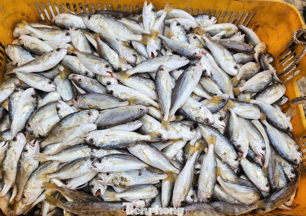 Những mẻ cá đù, cá ghé tươi rói.