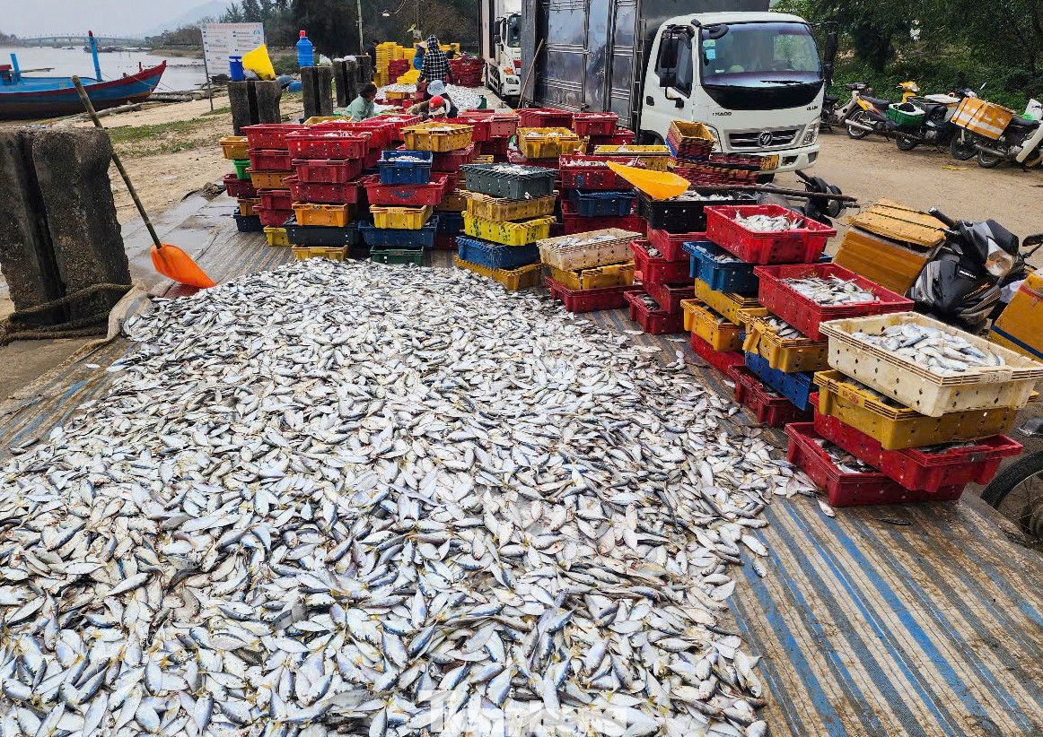 Các khay hải sản xếp sẵn chờ lên xe, chở đến các chợ hoặc nhập ở các nơi khác. Ngư dân địa phương cho biết, những ngày qua là thời điểm họ trúng đậm hải sản nhất trong dịp đầu năm.