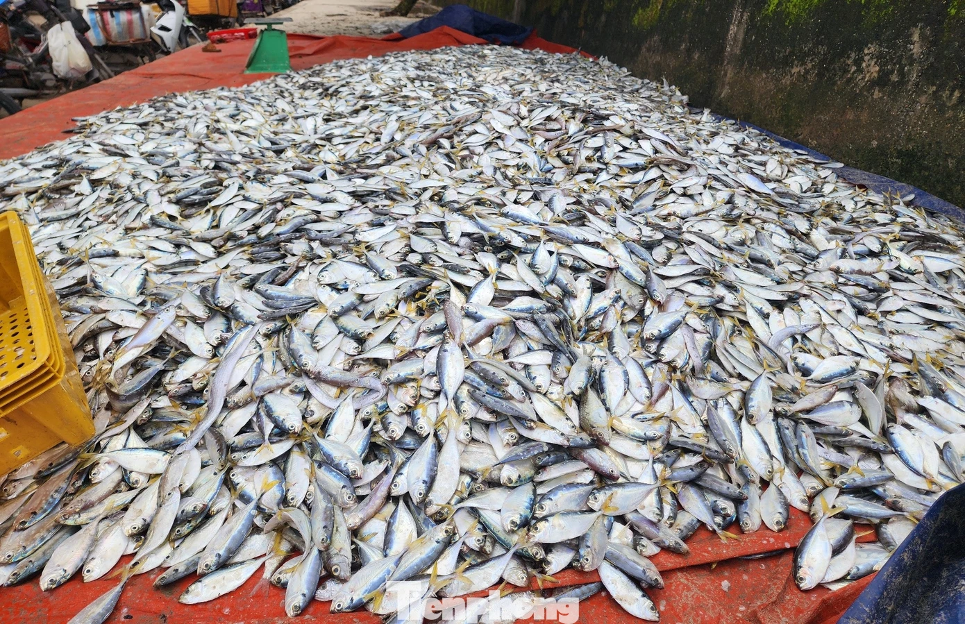 Theo ngư dân địa phương, thời tiết thuận lợi, sóng nhẹ nên các luồng cá ghé và cá đù xuất hiện dày đặc tại vùng biển thị xã Kỳ Anh và huyện Kỳ Anh. Sau 2 ngày ra khơi, các tàu cá hoạt động cách bờ 3-6 hải lý, thu về 80-90 tấn cá ghé, cá đù.