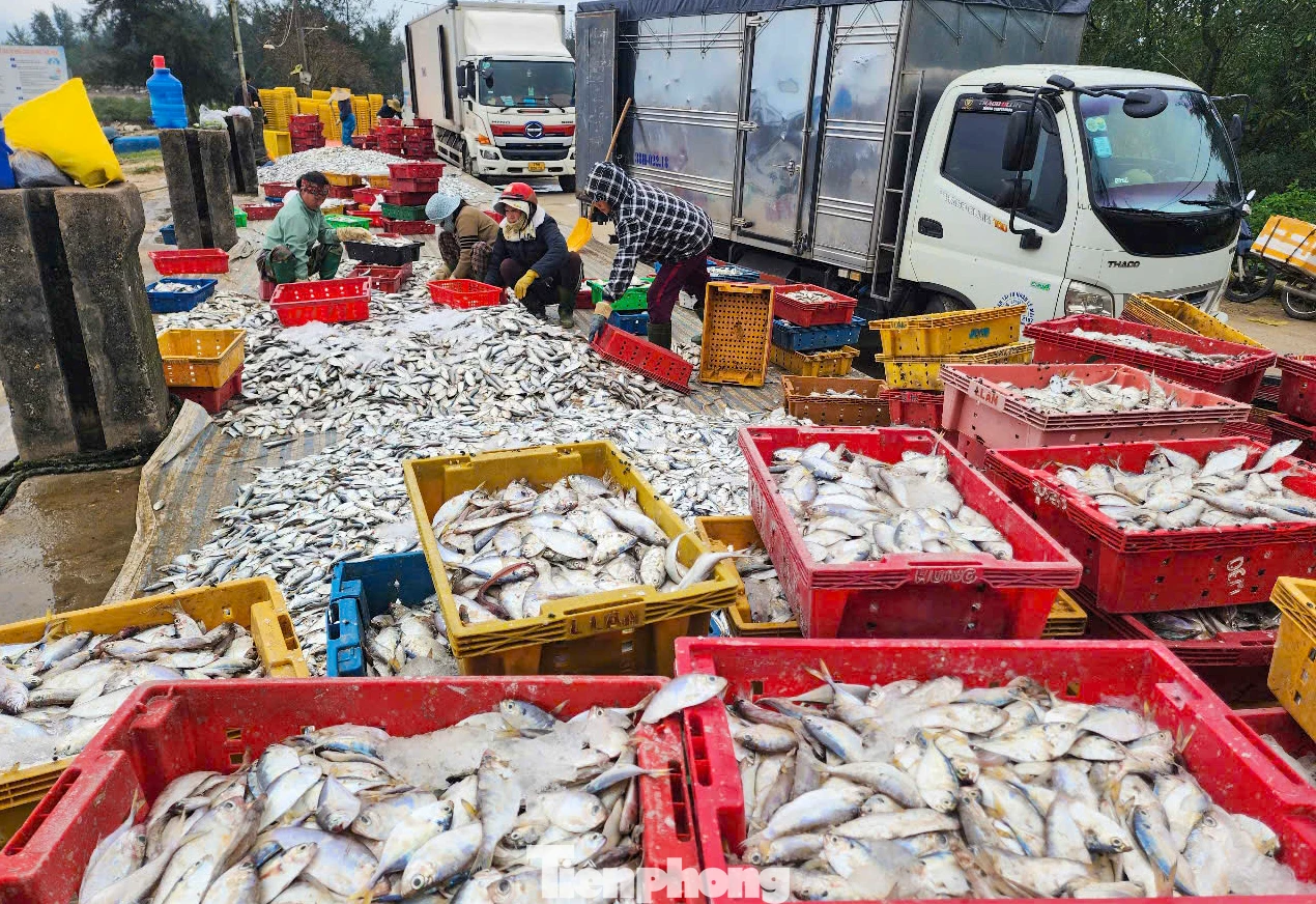 Những ngày qua, tại bến neo đậu tàu thuyền phường Kỳ Ninh, thị xã Kỳ Anh (Hà Tĩnh), hàng chục tàu thuyền của ngư dân địa phương liên tục ra vào bến vì trúng đậm hải sản. Mỗi tàu chở hàng tấn cá ghé, cá đù.