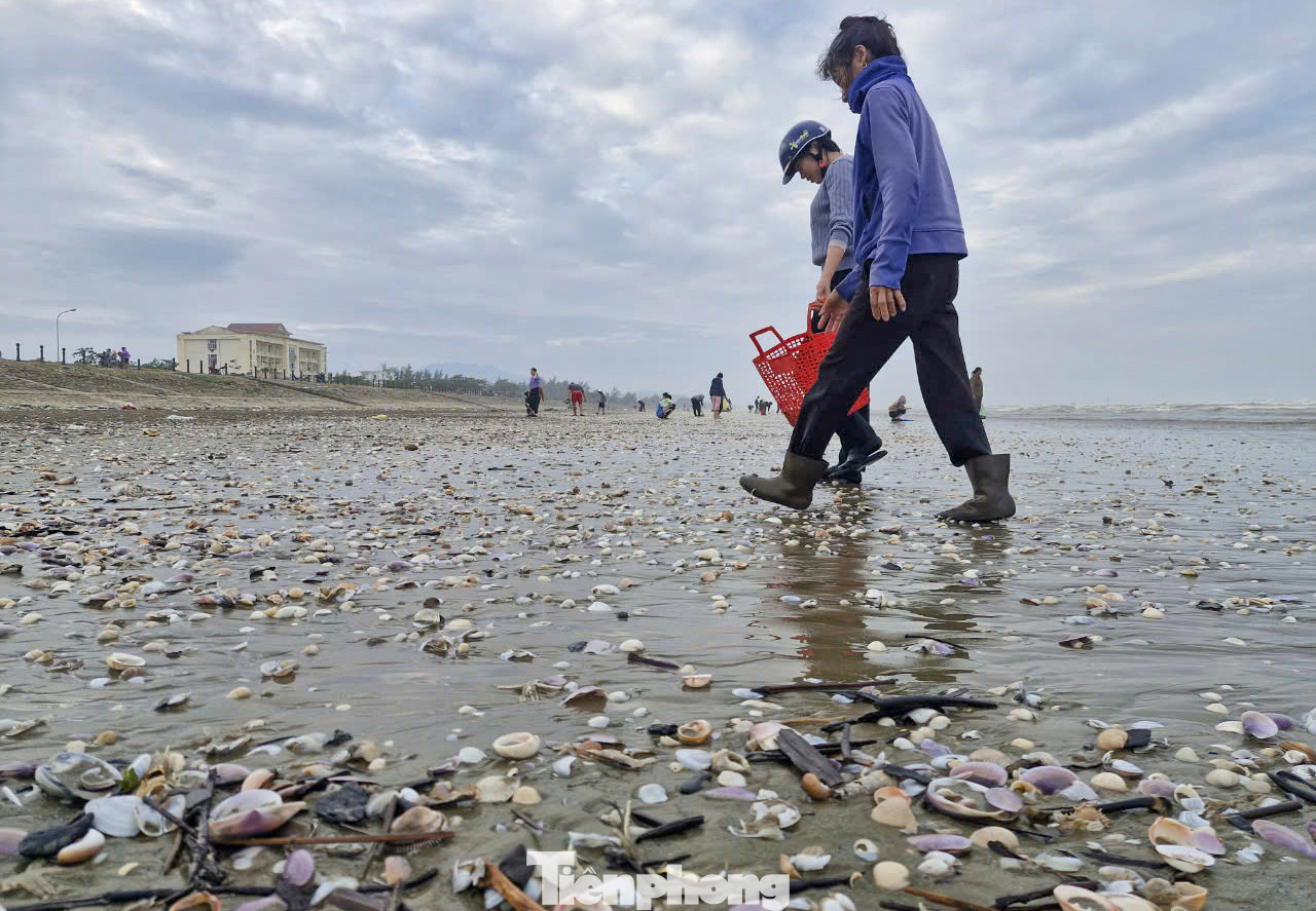 “Nhiều người dân trong và ngoài xã nghe tin đã có mặt, mang theo các dụng cụ ra bờ biển bắt sò, ước tính đến nay người dân đã bắt được khoảng trên 30 tấn sò, bán với giá dao động từ 20.000 đồng đến trên 30.000 đồng/kg, tùy loại. Nhiều người thu nhập tiền triệu mỗi buổi”, vị lãnh đạo địa phương thông tin. “Nhiều người dân trong và ngoài xã nghe tin đã có mặt, mang theo các dụng cụ ra bờ biển bắt sò, ước tính đến nay người dân đã bắt được khoảng trên 30 tấn sò, bán với giá dao động từ 20.000 đồng đến trên 30.000 đồng/kg, tùy loại. Nhiều người thu nhập tiền triệu mỗi buổi”, vị lãnh đạo địa phương thông tin.