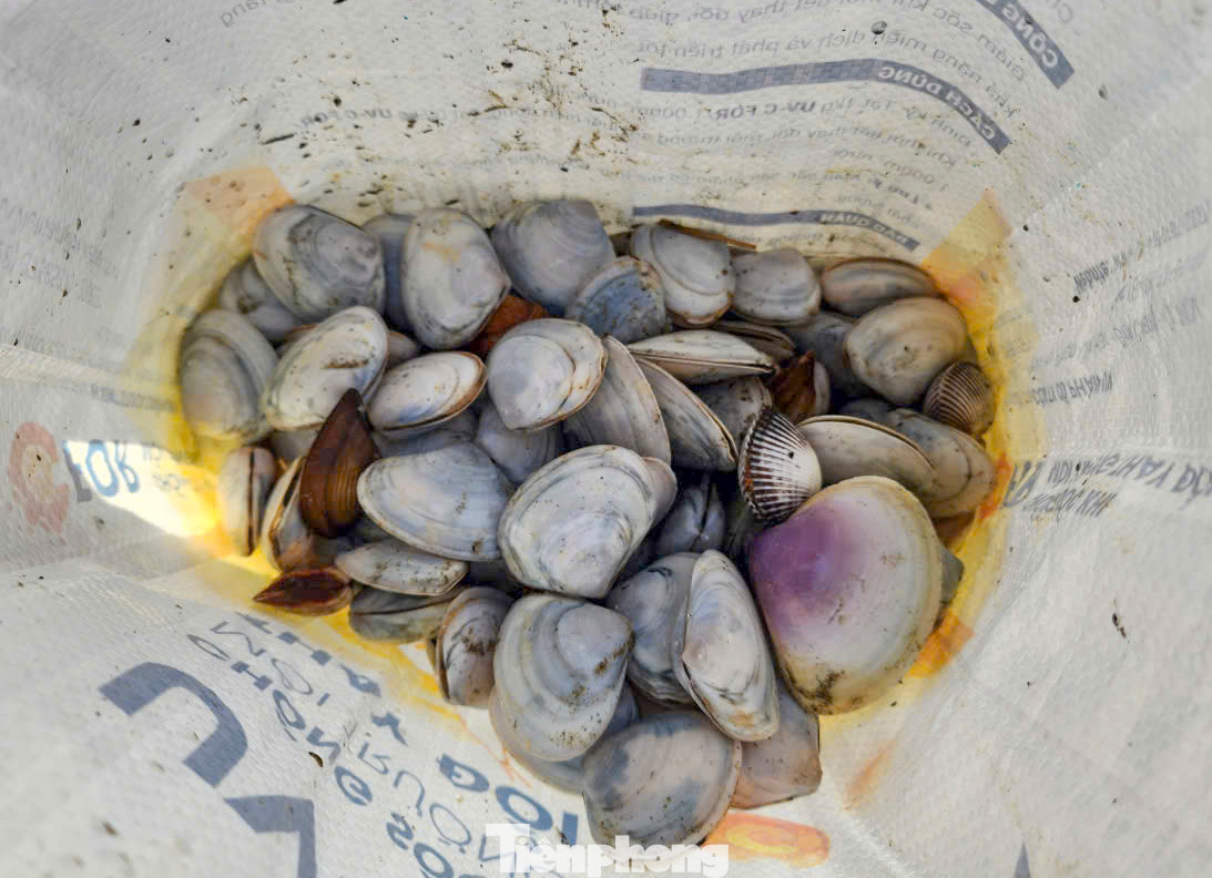 Các loại sò lông, sò mai, ngao... được người dân thu nhặt được. Các loại sò lông, sò mai, ngao... được người dân thu nhặt được.