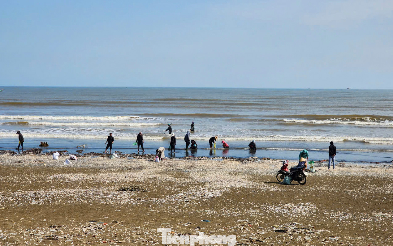Người dân cho biết biển động, sóng lớn do ảnh hưởng của bão số 6 vừa qua khiến hàng tấn sò lông, ngao, mai cùng các loài nhuyễn thể bị đánh dạt vào bờ. Hiện tượng này không có gì lạ và từng xuất hiện nhiều sau các đợt mưa lớn, bão. Người dân cho biết biển động, sóng lớn do ảnh hưởng của bão số 6 vừa qua khiến hàng tấn sò lông, ngao, mai cùng các loài nhuyễn thể bị đánh dạt vào bờ. Hiện tượng này không có gì lạ và từng xuất hiện nhiều sau các đợt mưa lớn, bão.