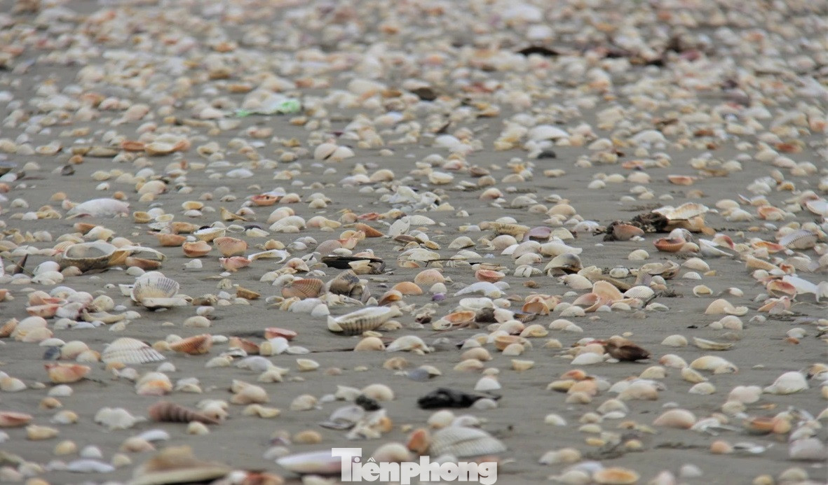 Ông Trần Văn Quý - Phó Chủ tịch UBND xã Thịnh Lộc, cho biết, sau ảnh hưởng của bão số 6 và triều cường mạnh, từ chiều 30/10, sò huyết, sò lông, sò bung, vẹm (sò mai) bắt đầu dạt vào khu vực bờ biển địa bàn thị trấn Lộc Hà. Ông Trần Văn Quý - Phó Chủ tịch UBND xã Thịnh Lộc, cho biết, sau ảnh hưởng của bão số 6 và triều cường mạnh, từ chiều 30/10, sò huyết, sò lông, sò bung, vẹm (sò mai) bắt đầu dạt vào khu vực bờ biển địa bàn thị trấn Lộc Hà.