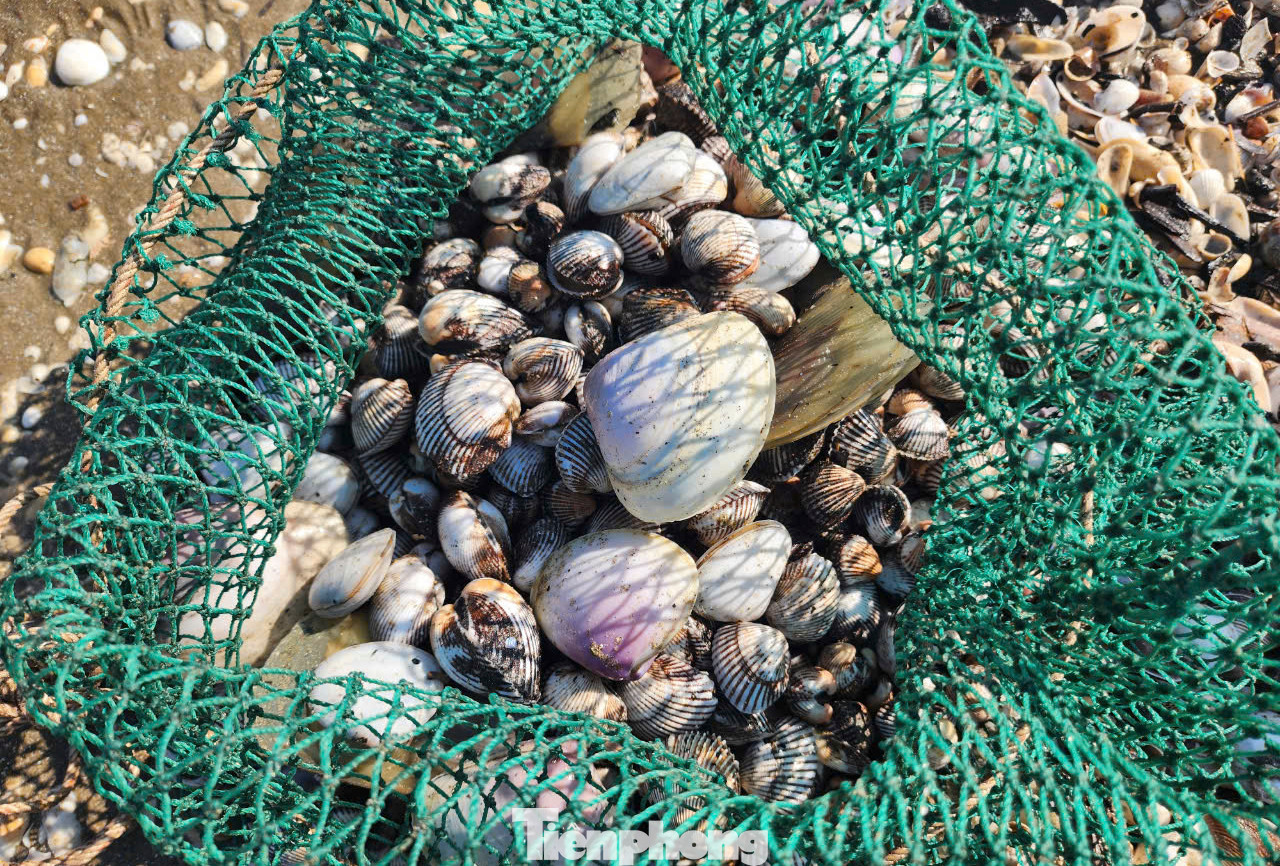 Các loại sò lông, sò mai, ngao... được người dân thu nhặt được. Các loại sò lông, sò mai, ngao... được người dân thu nhặt được.