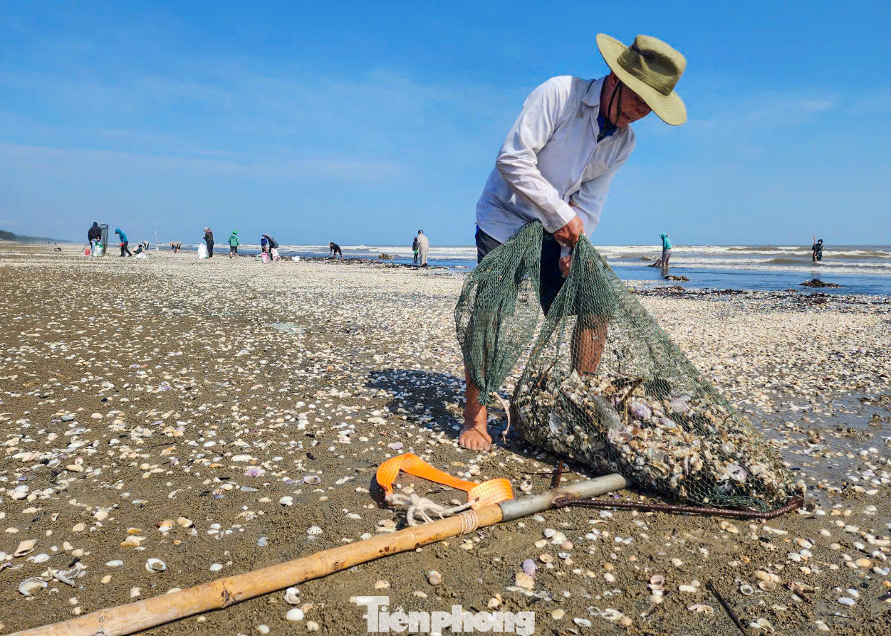 Những người đàn ông sẽ dùng vợt, rổ nhựa, bao tải rồi vượt sóng, lội bộ cách bờ khoảng 50 m để vớt sò. Cứ 10-15 phút, khi các vợt lưới đã đầy sò sống trộn lẫn với vỏ và rác thì người dân nhanh chóng kéo vào bờ, đổ thành đống. Lúc này, trên bờ, người thân đứng chờ sẵn xúm lại để phân loại lấy những con sò sống cho vào bao tải. Những người đàn ông sẽ dùng vợt, rổ nhựa, bao tải rồi vượt sóng, lội bộ cách bờ khoảng 50 m để vớt sò. Cứ 10-15 phút, khi các vợt lưới đã đầy sò sống trộn lẫn với vỏ và rác thì người dân nhanh chóng kéo vào bờ, đổ thành đống. Lúc này, trên bờ, người thân đứng chờ sẵn xúm lại để phân loại lấy những con sò sống cho vào bao tải.