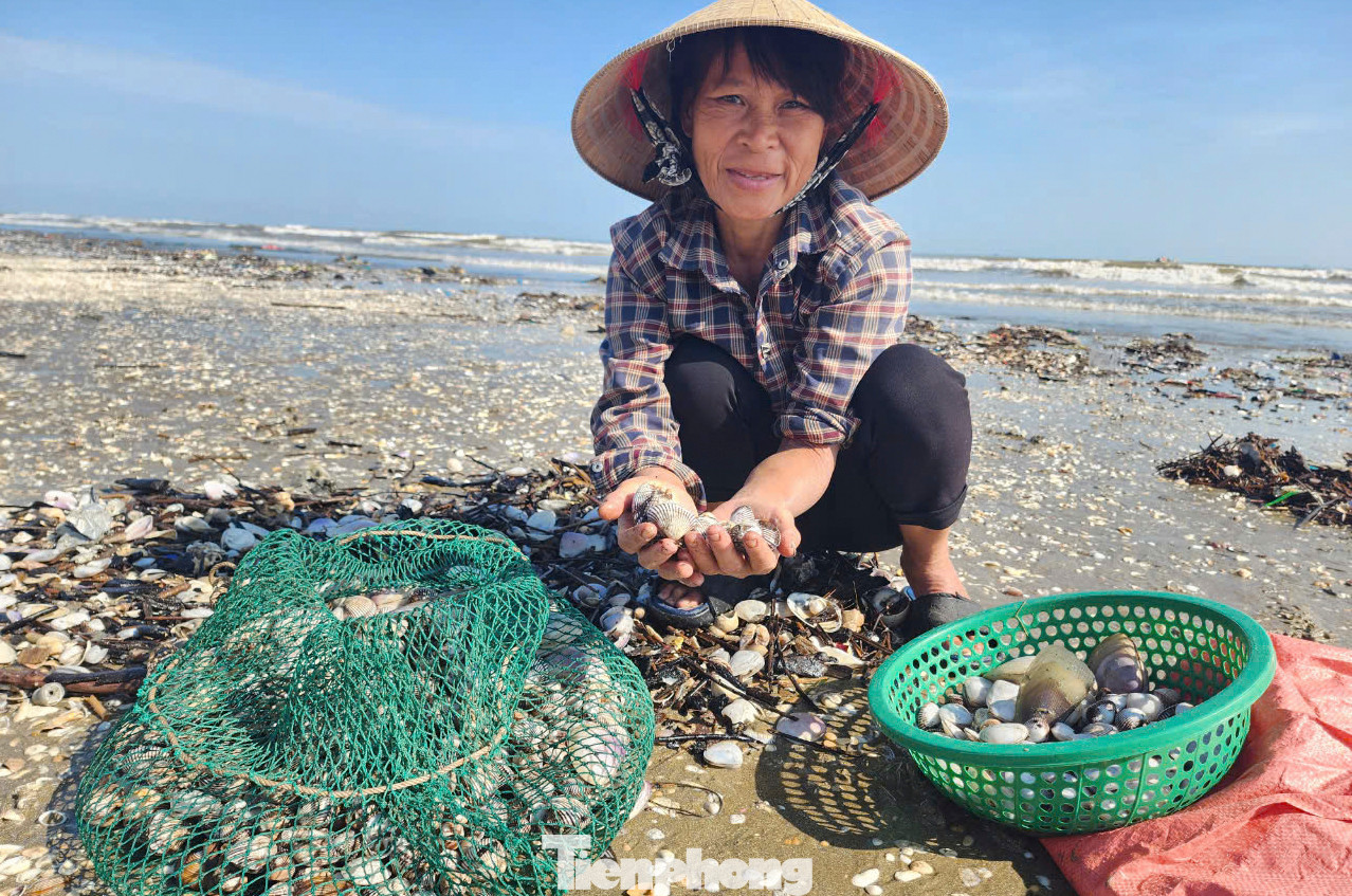 Các loại sò lông, sò mai, ngao... được người dân thu nhặt được. Các loại sò lông, sò mai, ngao... được người dân thu nhặt được.