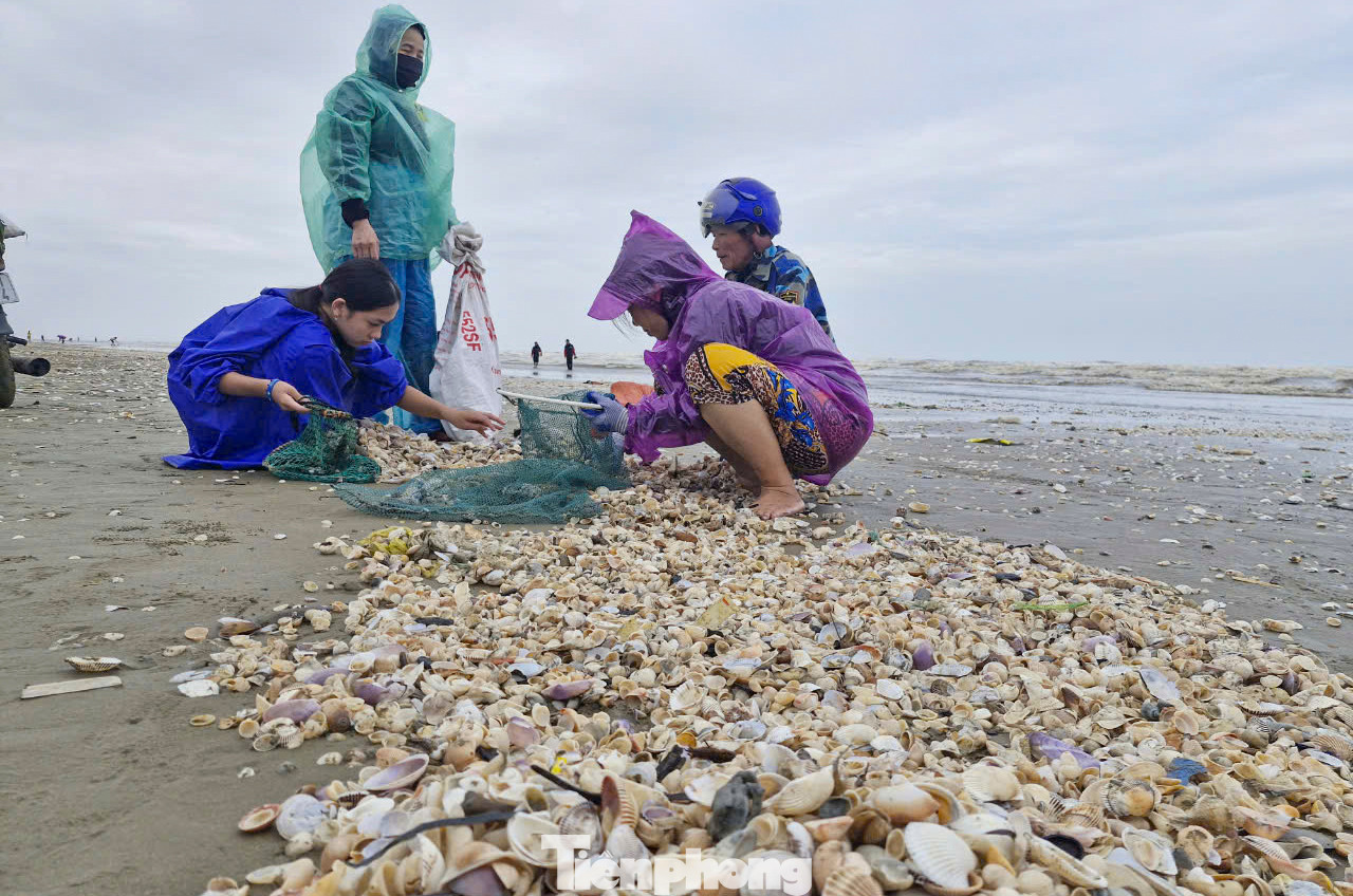 “Các loại sò bị sóng đánh dạt vào bờ rất nhiều. Sau khoảng 4 giờ nhặt, 4 người trong gia đình tôi nhặt được hàng chục kg. Sò ngoài sử dụng sẽ mang ra chợ bán kiếm thêm thu nhập” ông Nguyễn Văn Hải (56 tuổi) cho hay. “Các loại sò bị sóng đánh dạt vào bờ rất nhiều. Sau khoảng 4 giờ nhặt, 4 người trong gia đình tôi nhặt được hàng chục kg. Sò ngoài sử dụng sẽ mang ra chợ bán kiếm thêm thu nhập” ông Nguyễn Văn Hải (56 tuổi) cho hay.
