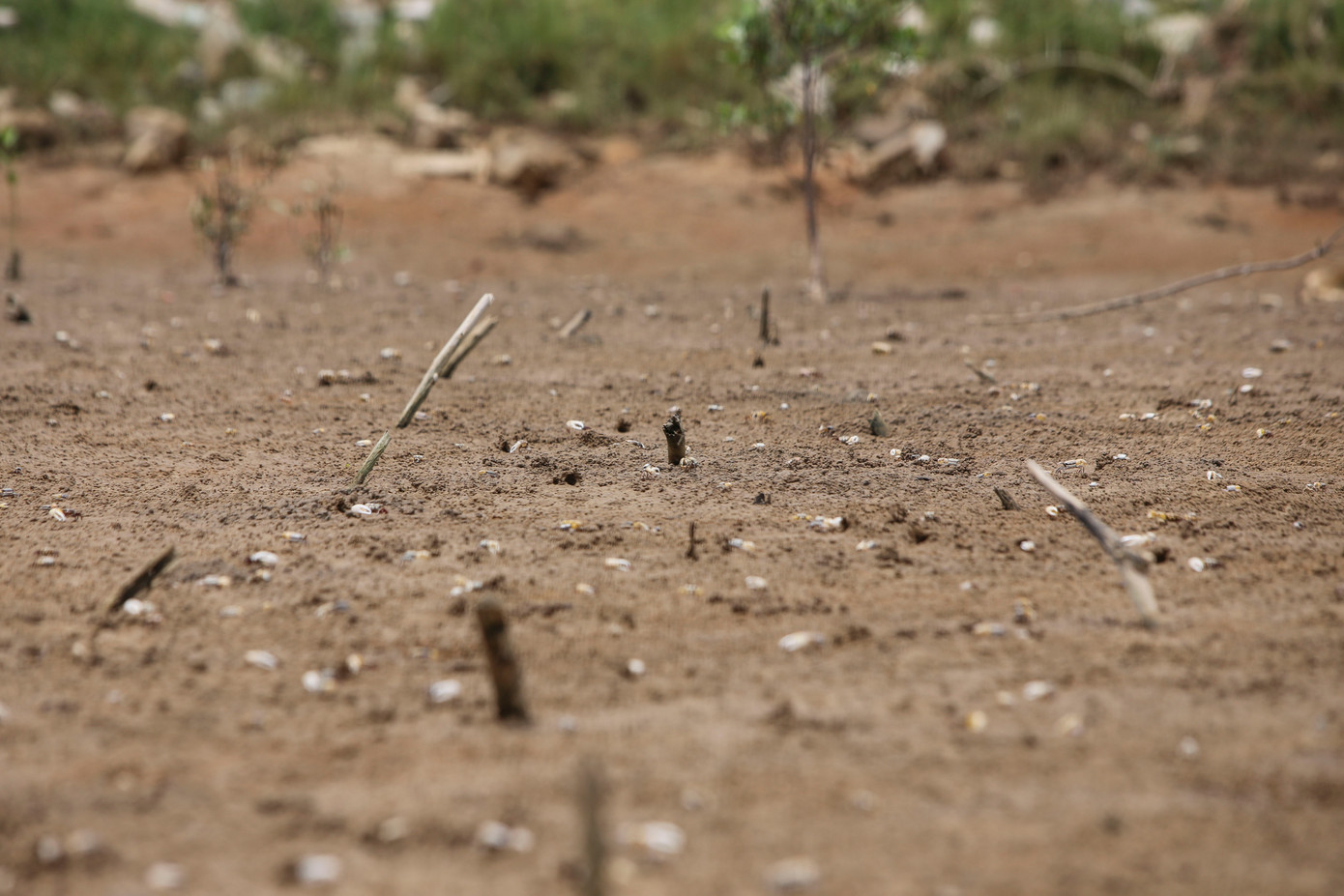 "Hàng chục ha cây rừng chết làm cho nguồn lợi thủy sản sống dưới tán cây không còn nơi trú ngụ. Tuyến đê biển phía trong rừng cũng có nguy cơ bị đe dọa trước về mùa mưa bão”, người dân địa phương bày tỏ. Trong ảnh, khu vực rừng ngập mặn ở xã Hải Ninh chết trơ gốc.