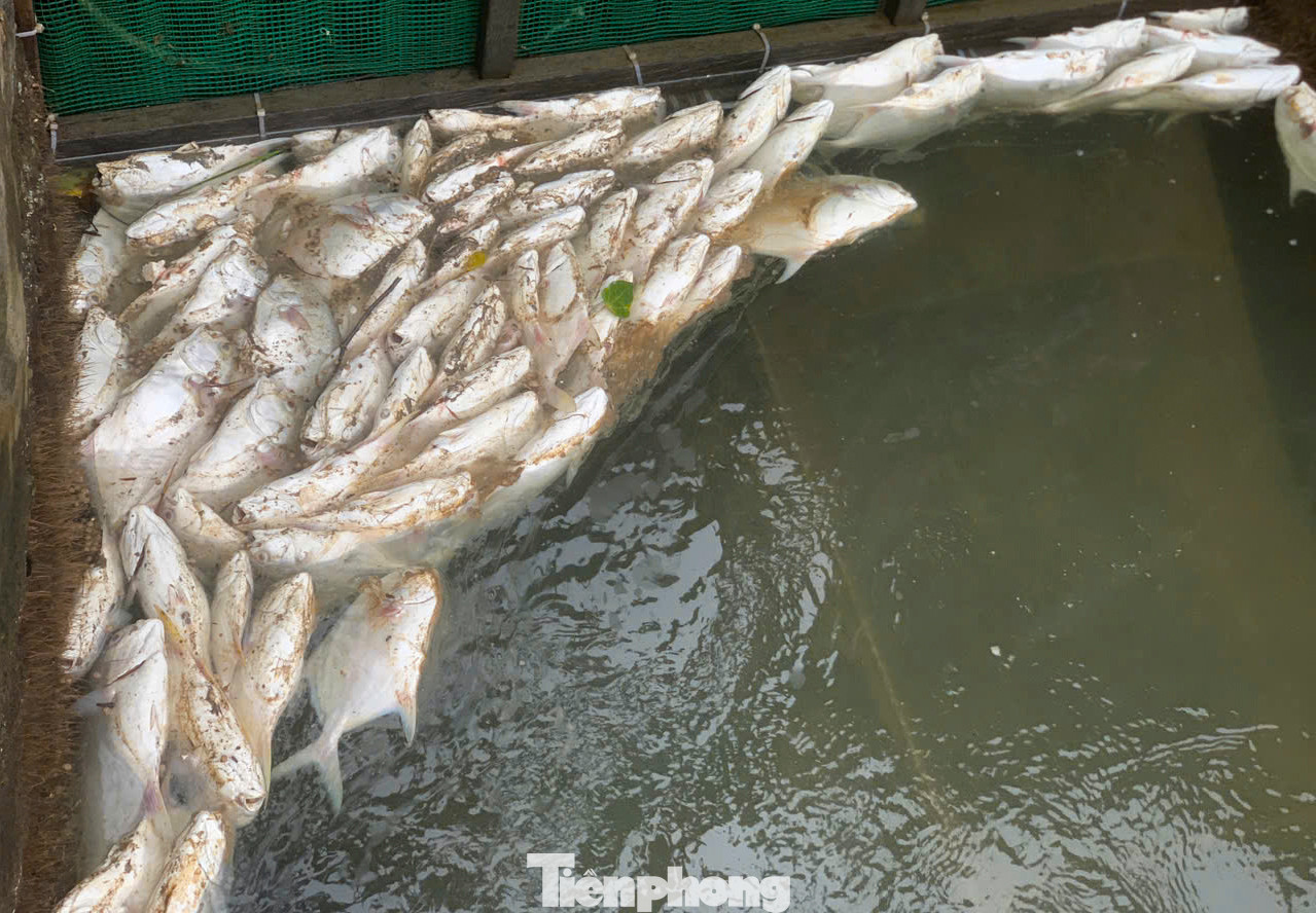 Theo người dân địa phương, cá bị chết là giống cá chim trắng đã đủ độ tuổi xuất bán nên gây thiệt hại lớn đến kinh tế cho người nuôi. Cá chết không kịp thu gom bốc mùi hôi thối.