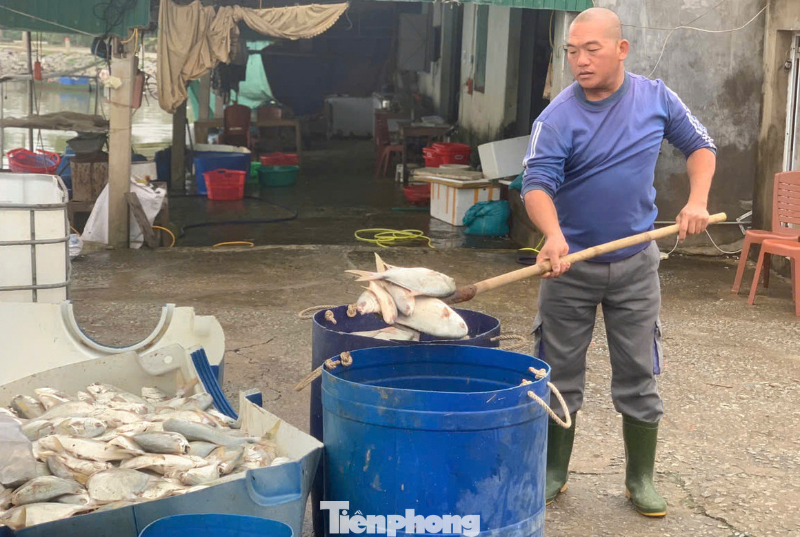 Theo các chủ hồ nuôi, cá chết có trọng lượng từ 600-800g/con, nổi trắng mặt hồ. Giá cá chim trắng thời điểm này dao động 100.000 - 200.000/kg. Thế nhưng cá chết khiến các hồ nuôi phải bán tháo với giá thấp để gỡ vốn.