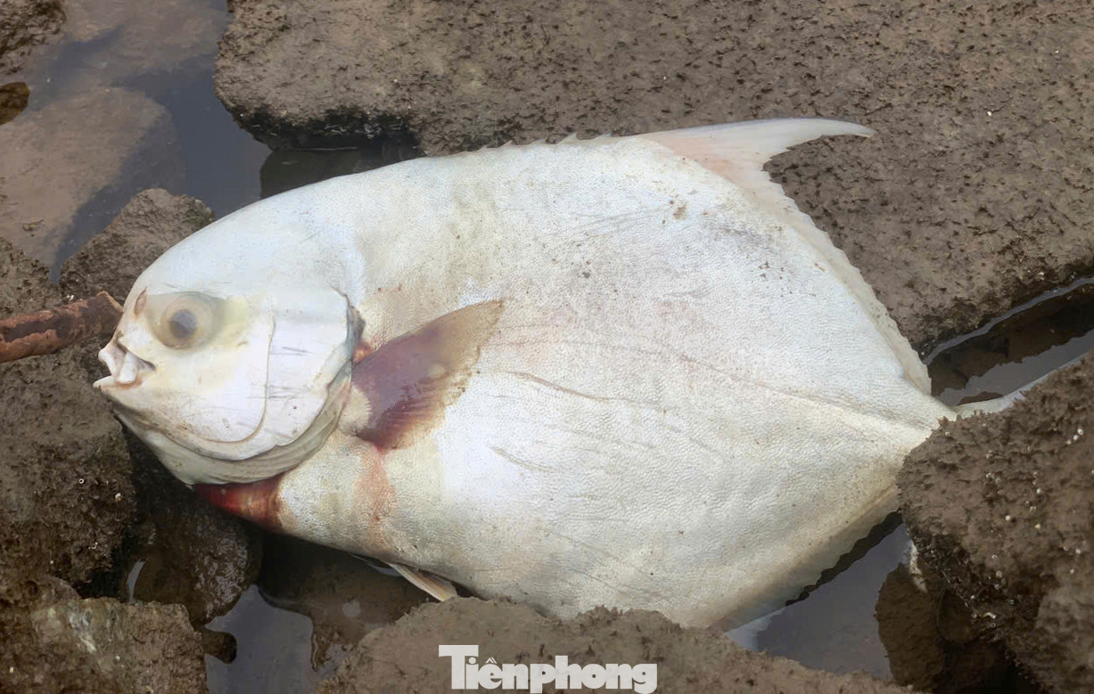 “Sau đợt mưa cách đây 1 tuần, cá bắt đầu có hiện tượng bỏ ăn, da mất sắc tố, lờ đờ, ngoi lên mặt nước rồi chết. Cá chết 3-4 tấn không kịp gom, chúng tôi phải bán tháo 10-15 tấn với giá rẻ để gỡ vốn”, anh Nguyên lo lắng.