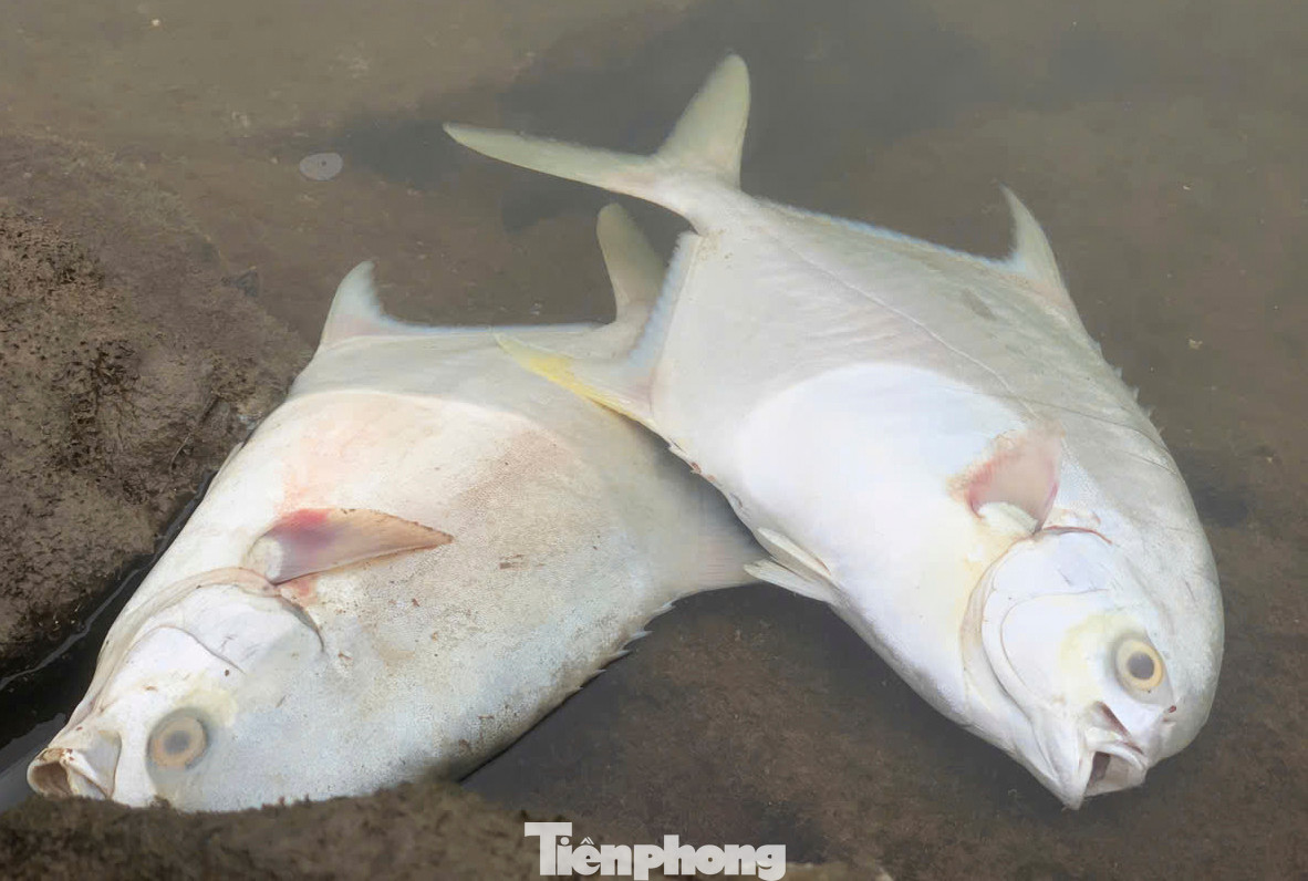 Cá chết gây thiệt hại lớn đến kinh tế hộ nuôi.