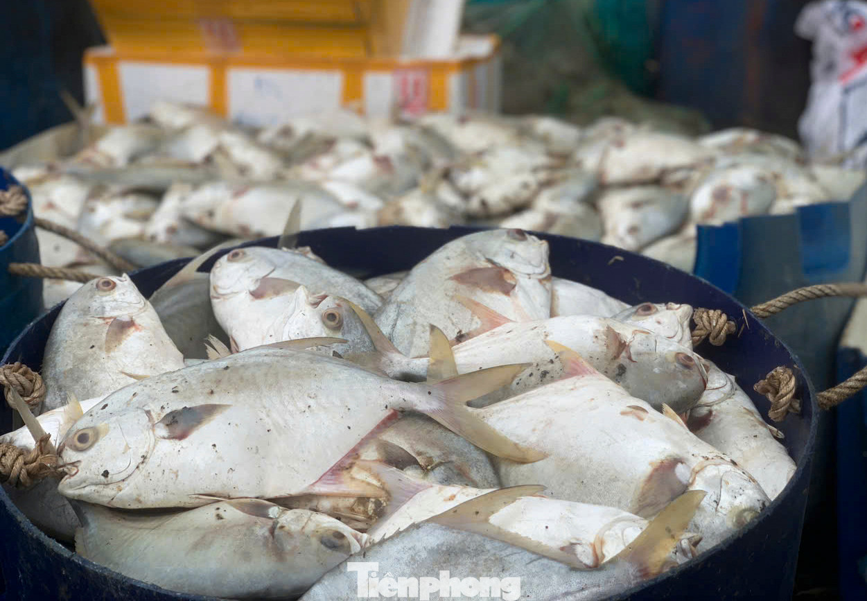 Ông Nguyễn Sông Hàn - Chủ tịch UBND xã Thạch Hạ, cho biết địa phương đã kiểm tra, mời ngành chuyên môn làm rõ nguyên nhân cá chết. “Cá chim nuôi bằng nước mặn, tuy nhiên thời gian qua mưa nhiều dẫn đến lượng nước trong hồ bị ngọt hóa. Cộng với việc thời tiết giá rét, chênh lệch nhiệt độ giữa ngày và đêm lớn dẫn đến cá bị sốc chết. Địa phương cũng hướng dẫn các chủ hồ thu gom cá chết xử lý tránh gây ô nhiễm”, ông Hàn nói.