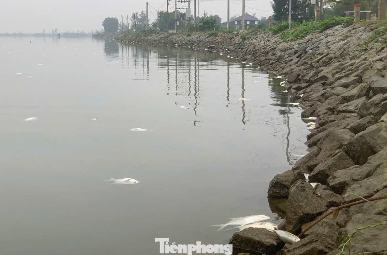 Anh Nguyễn Văn Nguyên (SN 1976, trú xã Thạch Hạ, thành phố Hà Tĩnh) cho biết, gia đình đầu tư hàng trăm triệu đồng, nuôi 18 vạn cá chim trắng giống trên diện tích hồ 36ha. Ước tính khi thu hoạch sản lượng cá đạt khoảng 30 tấn. Tuy nhiên, cá nuôi hơn 6 tháng, gần kỳ thu hoạch thì bất ngờ cá chết hàng loạt.