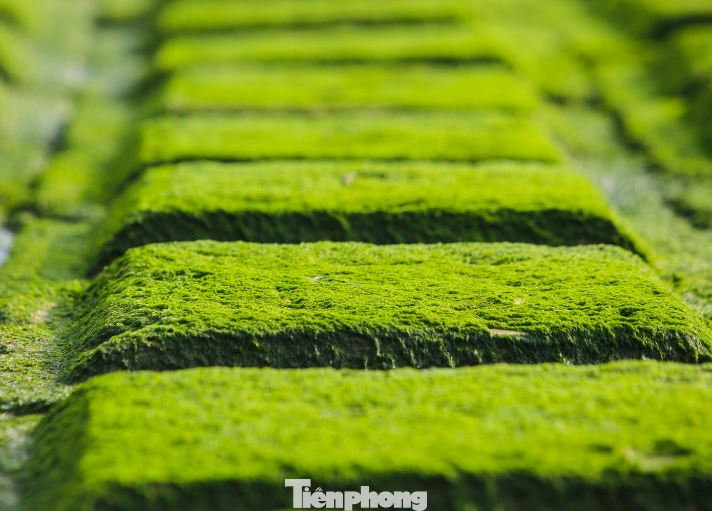 Người dân địa phương cho hay bãi đá rêu xuất hiện lần đầu tiên ở khu vực này sau khi kè chắn sóng ở xã Cẩm Nhượng được nâng cấp, xây dựng. Mùa này, khi bình minh lên hay hoàng hôn buông xuống, các bãi đá ven bờ biển hiện lên với màu xanh tươi mới, vô cùng bắt mắt.