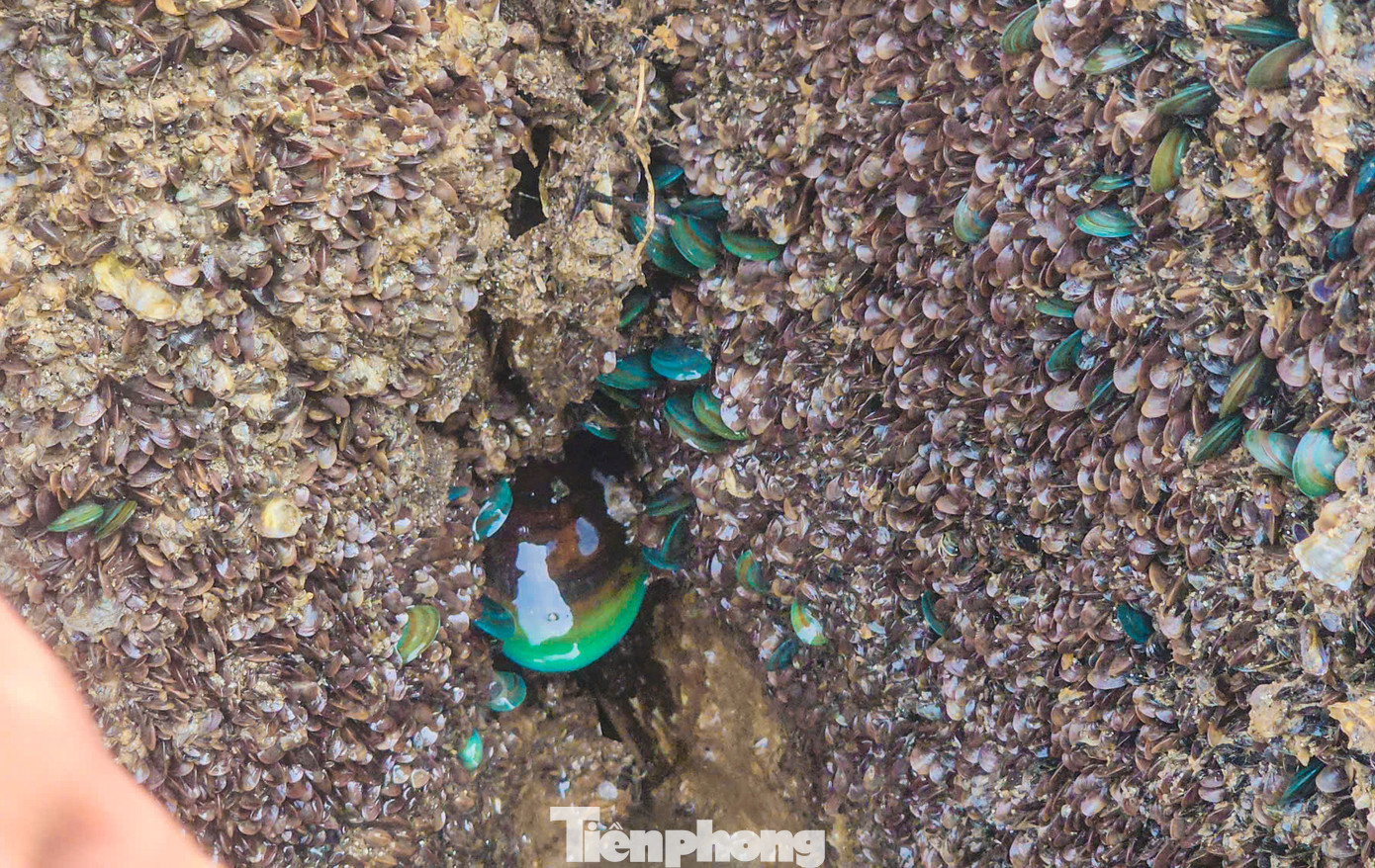 Một số người còn bắt các loài cua, vẹm, hàu... nằm bám vào các mái kè, ghềnh đá.