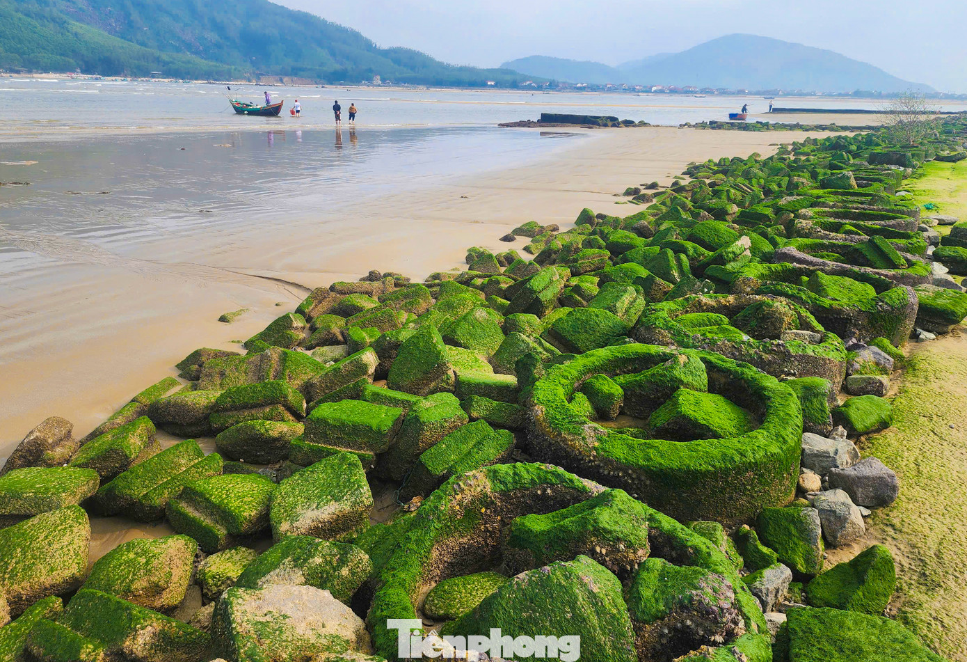 Những ngày đầu năm Ất Tỵ 2025, ven các bãi đá, kè dọc biển phía biển Thiên Cầm và kè biển Cẩm Nhượng được phủ lớp rêu xanh. Khi thủy triều xuống, lớp rêu lộ ra xanh mướt, rất đẹp mắt.