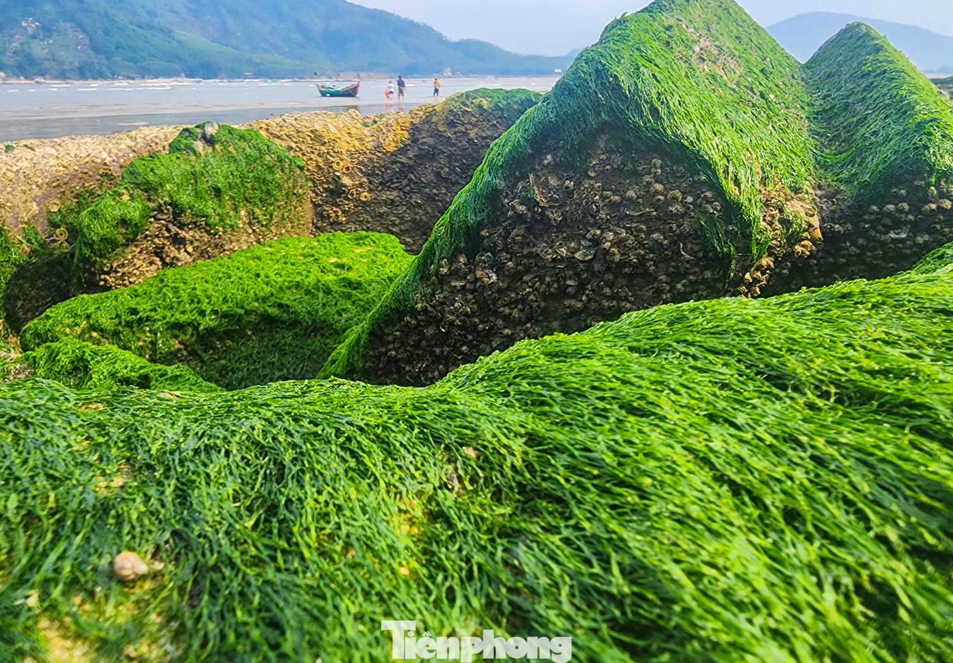 Người dân địa phương cho hay bãi đá rêu xuất hiện lần đầu tiên ở khu vực này sau khi kè chắn sóng ở xã Cẩm Nhượng được nâng cấp, xây dựng. Mùa này, khi bình minh lên hay hoàng hôn buông xuống, các bãi đá ven bờ biển hiện lên với màu xanh tươi mới, vô cùng bắt mắt.