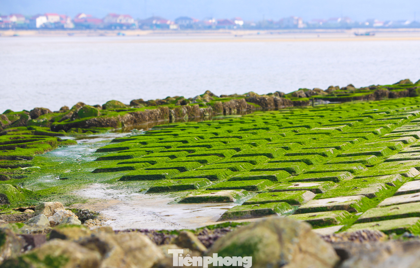 Người dân địa phương cho hay bãi đá rêu xuất hiện lần đầu tiên ở khu vực này sau khi kè chắn sóng ở xã Cẩm Nhượng được nâng cấp, xây dựng. Mùa này, khi bình minh lên hay hoàng hôn buông xuống, các bãi đá ven bờ biển hiện lên với màu xanh tươi mới, vô cùng bắt mắt.