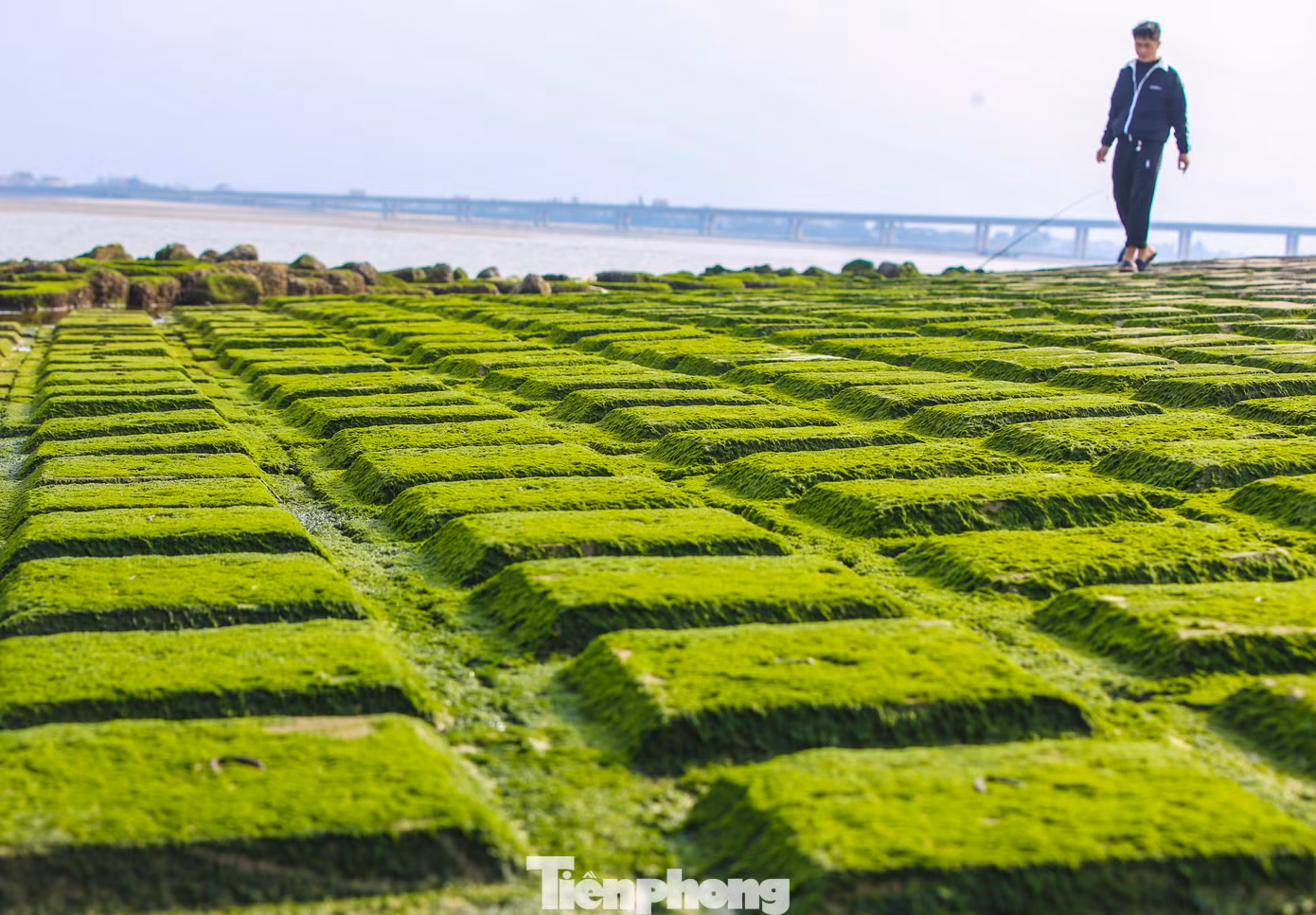 “Chúng tôi đến biển Thiên Cầm và bãi kè Cẩm Nhượng rất nhiều nhưng đây là lần đầu bắt gặp bãi rêu xanh, đẹp bám vào các bãi đá như tấm thảm”, chị Thanh Tâm (30 tuổi, trú TP Hà Tĩnh) cho hay.