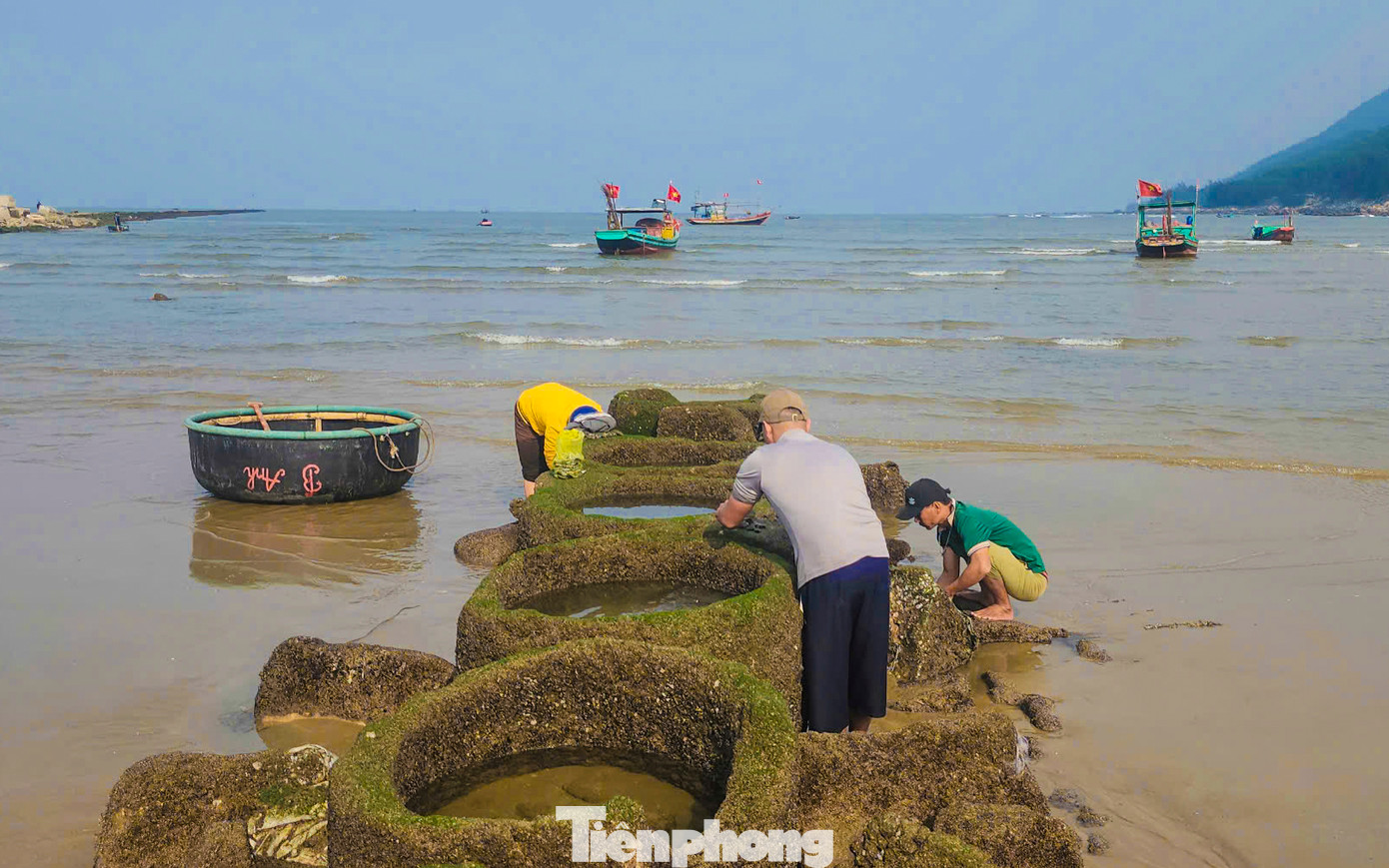 Một số người còn bắt các loài cua, vẹm, hàu... nằm bám vào các mái kè, ghềnh đá.