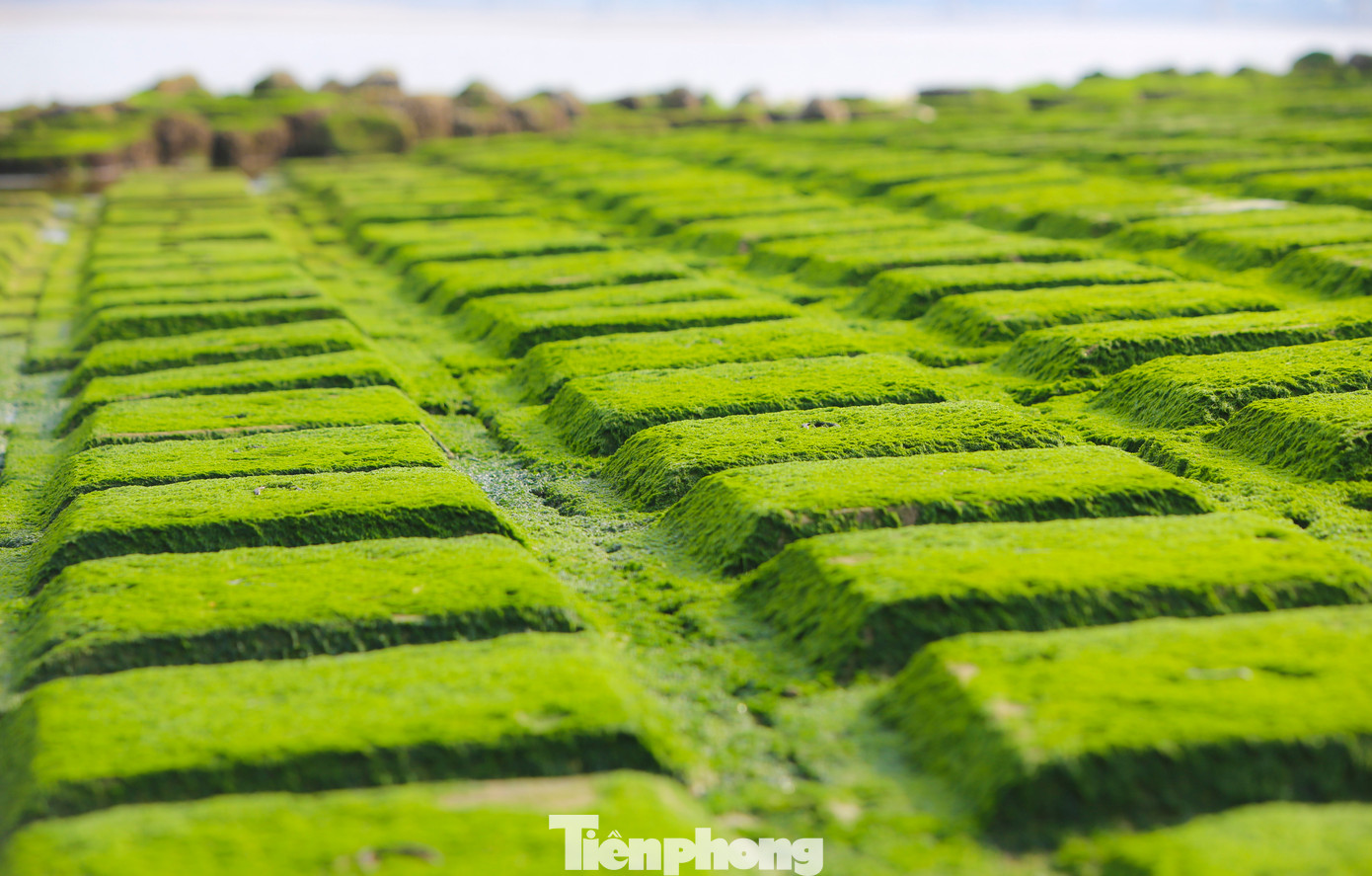 Người dân địa phương cho hay bãi đá rêu xuất hiện lần đầu tiên ở khu vực này sau khi kè chắn sóng ở xã Cẩm Nhượng được nâng cấp, xây dựng. Mùa này, khi bình minh lên hay hoàng hôn buông xuống, các bãi đá ven bờ biển hiện lên với màu xanh tươi mới, vô cùng bắt mắt.