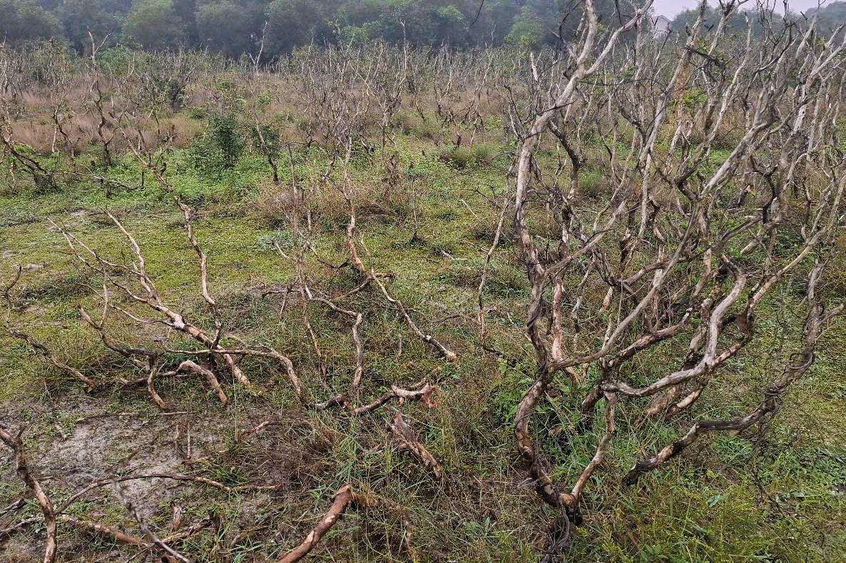 Rừng tràm còi cọc rồi chết khô. Rừng tràm còi cọc rồi chết khô.
