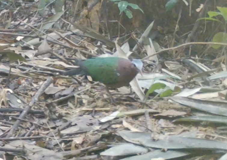 Tại Khu BTTN Kẻ Gỗ đã ghi nhận được 23 loài chim có nguy cơ tuyệt chủng thuộc 13 họ và 9 bộ. Động vật trong khu bảo tồn phân bố không tập trung, thường gặp phân tán ở một số vùng nhất định. Các loài thú chủ yếu phân bố vùng cao, xa trong rừng tự nhiên, gần nguồn nước.