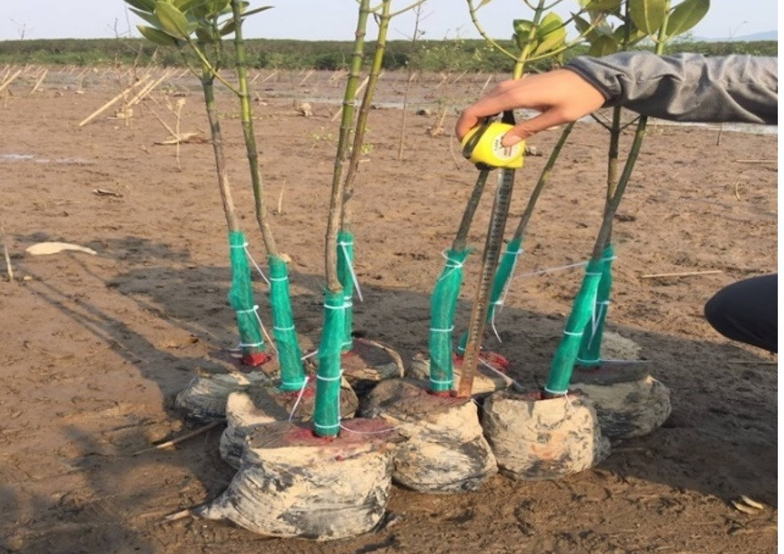 Chuyên gia đưa ra các giải pháp về cây giống, nuôi thiên địch để hạn chế sinh vật gây hại cho rừng ngập mặn. Chuyên gia đưa ra các giải pháp về cây giống, nuôi thiên địch để hạn chế sinh vật gây hại cho rừng ngập mặn.