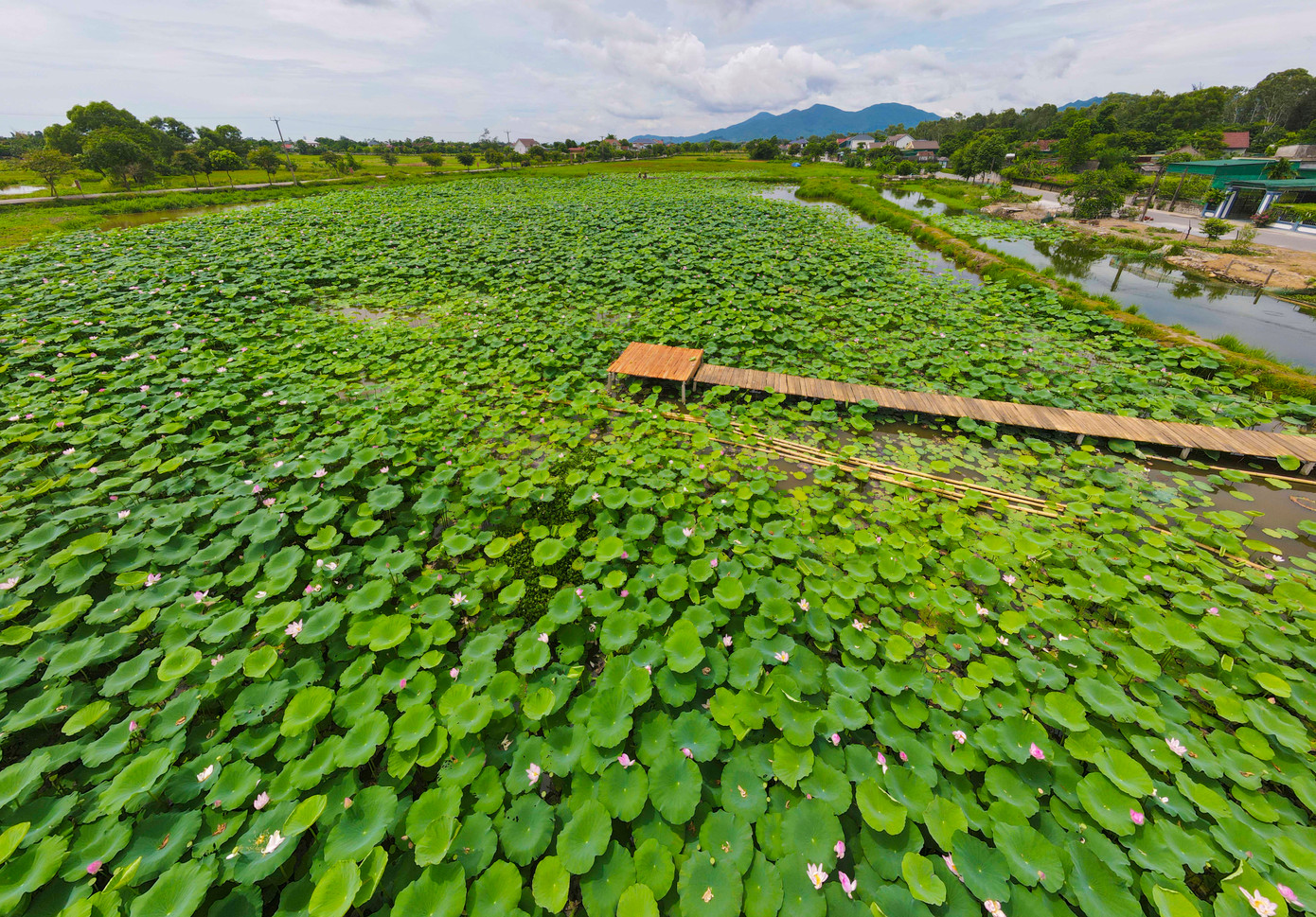 Tuy nhiên, thay vì chỉ chờ thu hoạch các sản phẩm từ sen, chính quyền địa phương cùng người dân đã dần phát triển những đầm sen thành khu du lịch sinh thái, trải nghiệm phục vụ du khách. Các sản phẩm từ sen cũng vì thế phong phú hơn, đáp ứng yêu cầu người tiêu dùng.