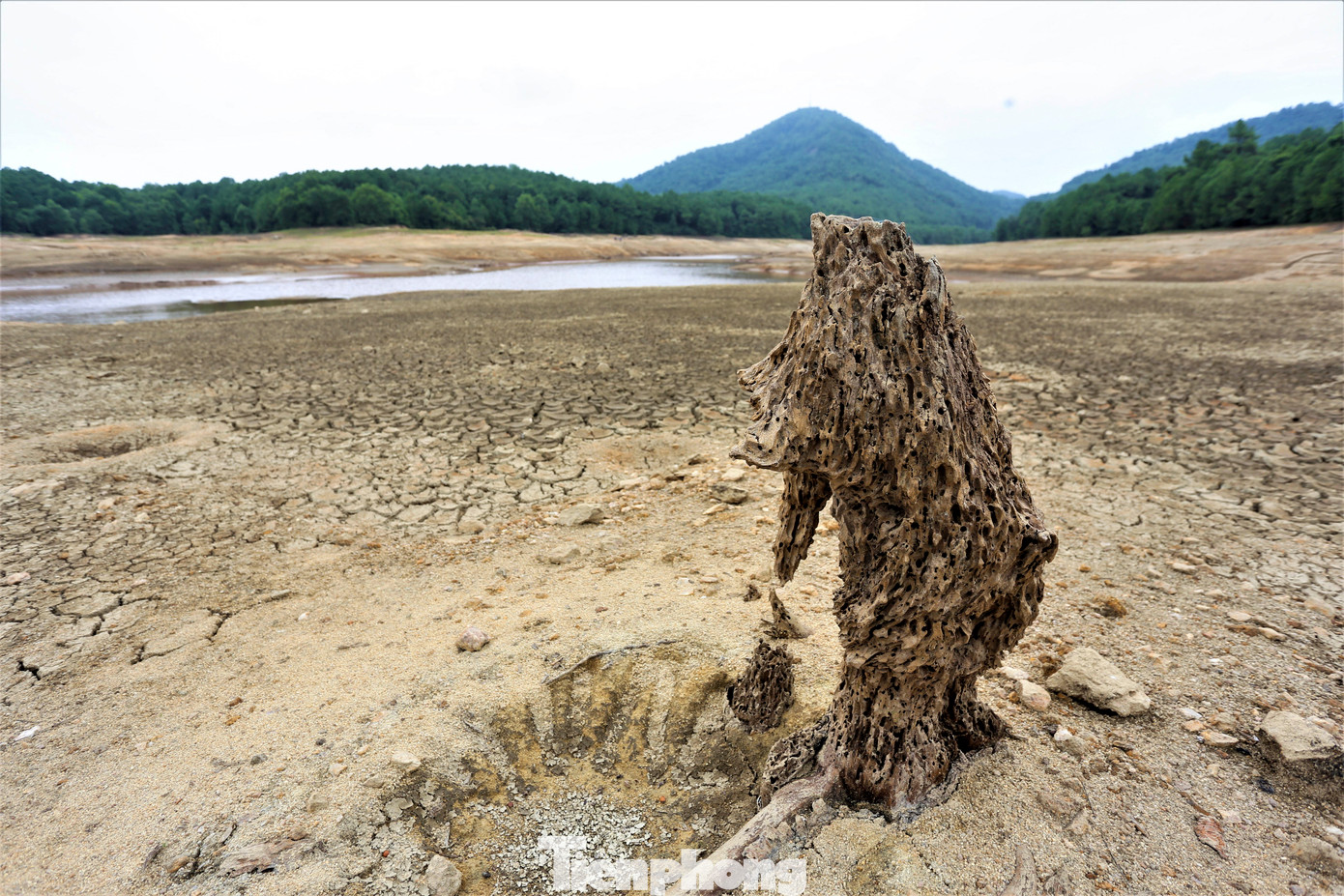 Những gốc cây xuất hiện khi lòng hồ cạn nước.