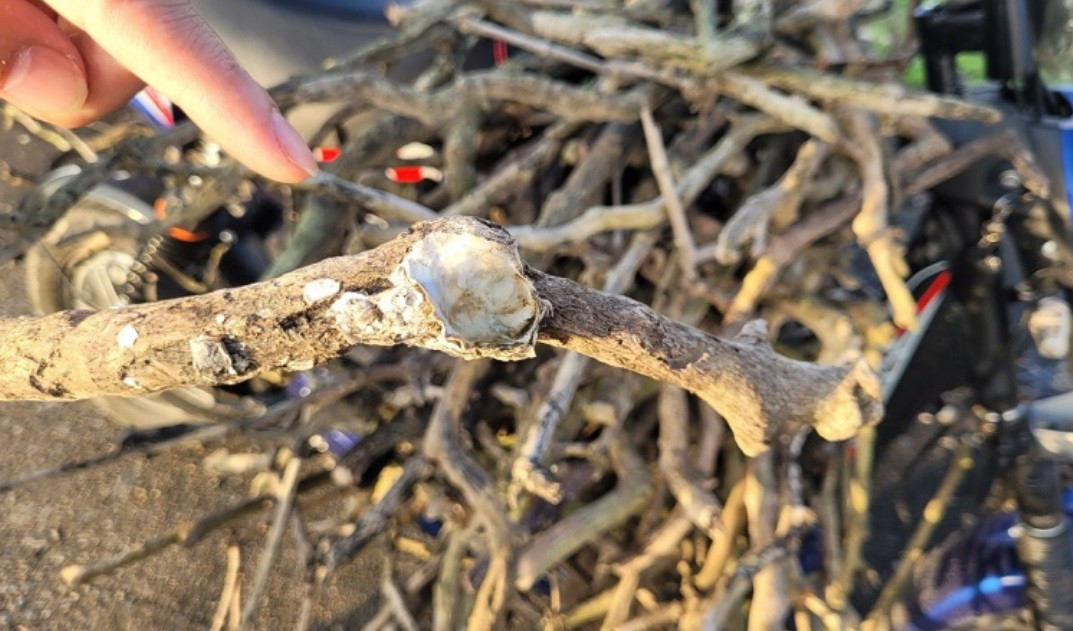 Vì sao rừng ngập mặn Hà Tĩnh 'chết' hàng loạt? ảnh 3