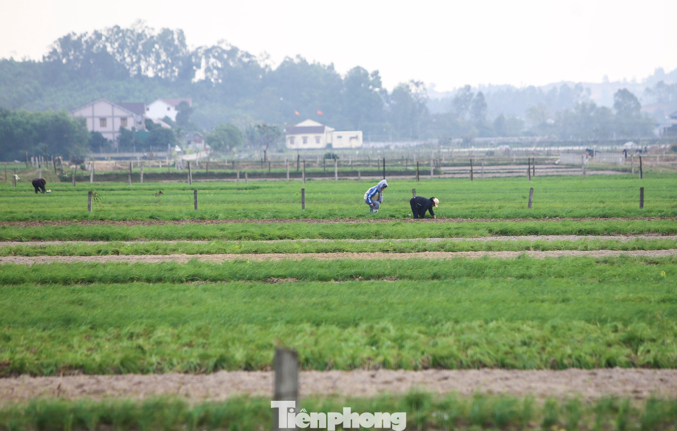 Người dân địa phương cho biết, năm nay thời tiết không thuận lợi nên sản lượng hành không được cao, năng suất khoảng 4-5 tạ/sào.