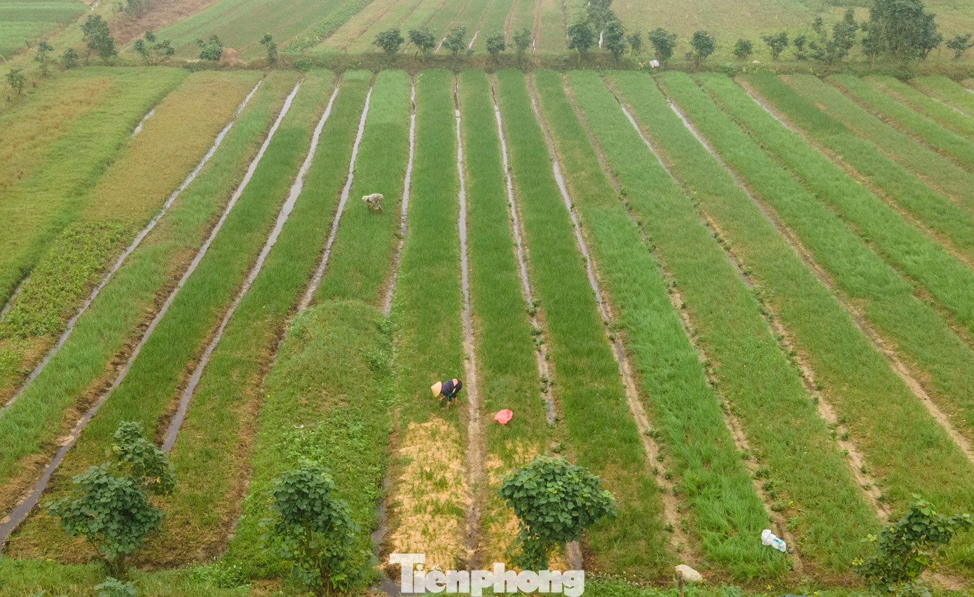 Những ngày cuối năm, người dân các xã Thiên Lộc, Thuần Thiện, Vượng Lộc... huyện Can Lộc (Hà Tĩnh) đang tất bật chăm sóc vụ hành lá, hành tăm để chuẩn bị cung ứng cho dịp Tết Nguyên đán. Đây là vùng trồng hành lớn nhất tỉnh với hàng trăm ha.