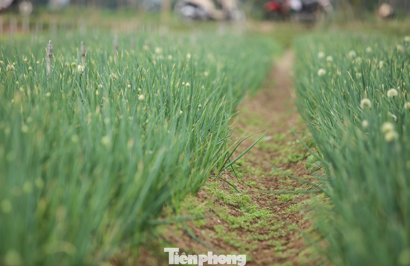 “Hành lúc gieo hạt đến thu hoạch mất khoảng 3 tháng. Loại cây này cho giá trị kinh tế cao, công chăm sóc tỉ mỉ nhưng so với các năm, năm nay sản lượng kém, giá lại quá thấp”, bà Oanh (trú xã Thuần Thiện) cho hay.