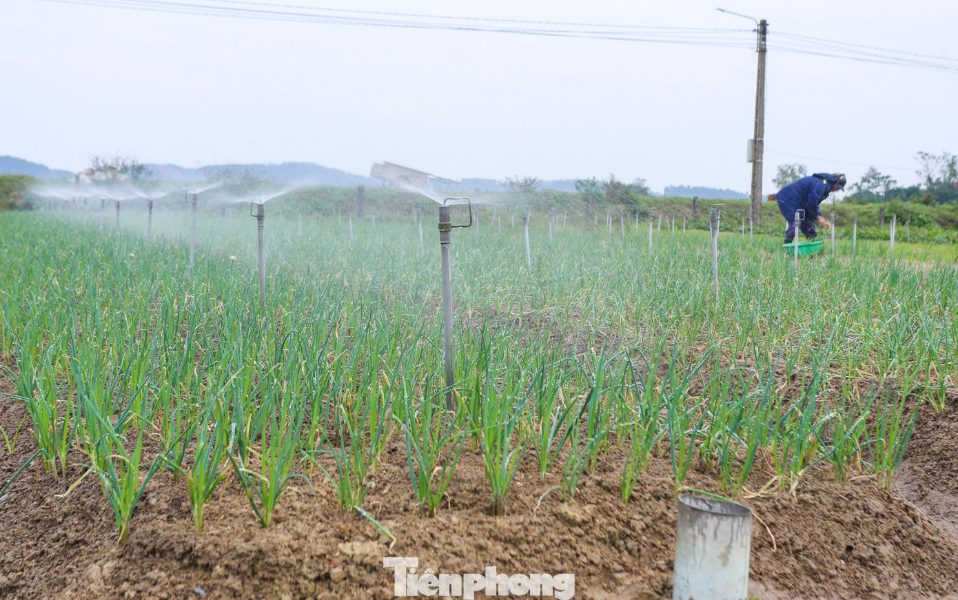 Theo lãnh đạo địa phương, hành tăm được xem là sản phẩm chủ lực trong phát triển kinh tế của người dân xã Thiên Lộc. Theo thống kê, thời điểm hiện tại, toàn xã có 70 ha trồng hành và khoảng 40 ha trồng kiệu. Thế nhưng việc giá bấp bênh, giảm sâu khiến người trồng lo lắng.