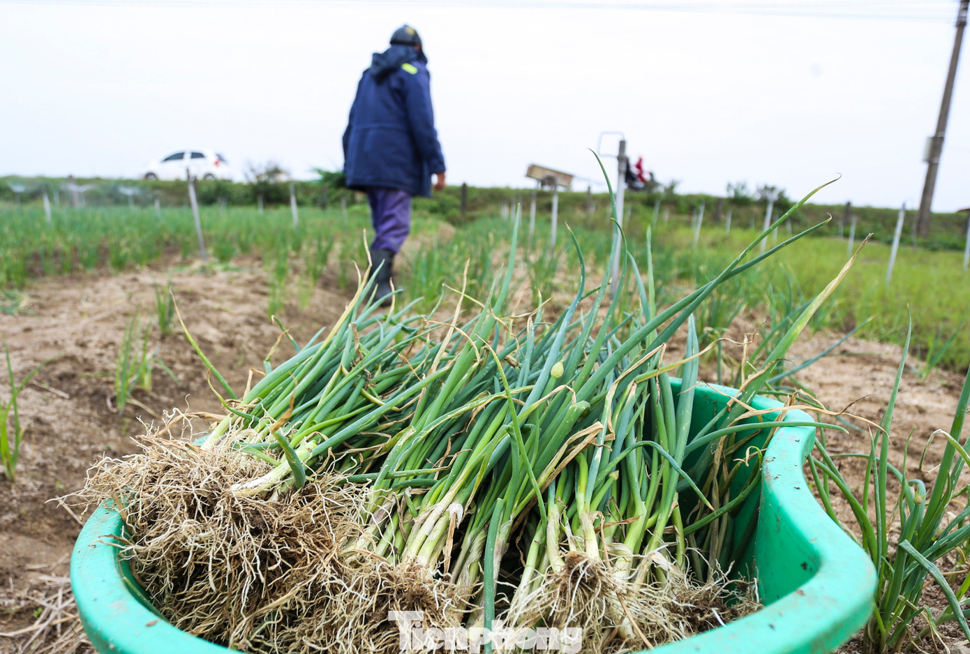 “Hành đang vụ chính thu hoạch song người mua kén, giá thấp do cạnh tranh với hành, kiệu từ các tỉnh phía trong ra khá nhiều. Dù giá thấp nhưng vẫn phải nhổ tỉa dần bán, số còn lại để làm giống”, chị Hường nói. Trong ảnh, nông dân phải bán hành dù giá thấp để gỡ vốn, công chăm sóc và kịp trồng xen canh các giống lạc.