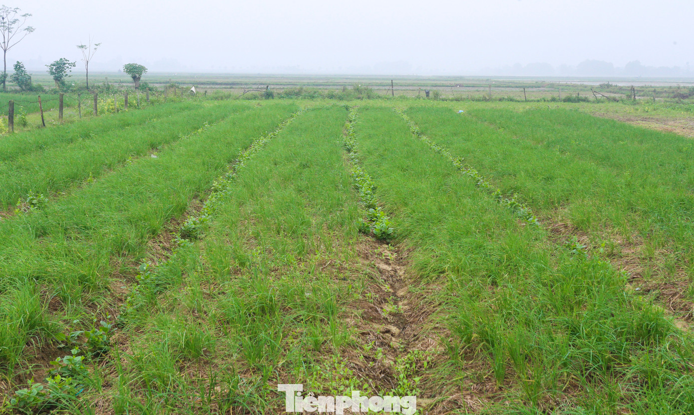 Hiện, dù đã vào cao điểm thu hoạch nhưng giá hành lá từ 7.000 – 12.000 đồng/kg; còn hành củ chỉ đạt 35 - 40 nghìn/kg. So với thời điểm này năm ngoái, mức giá hành lá tăng gấp đôi, còn hành củ tăng mạnh tới 90.000 - 100.000/kg vào thời điểm sát Tết.