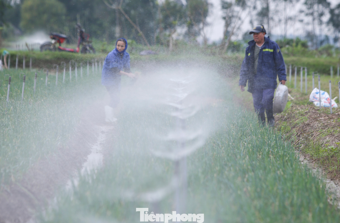 Huyện Can Lộc được xem là vựa hành lớn của Hà Tĩnh, với tổng diện tích trồng khoảng 200 ha, tập trung tại 3 xã Thiên Lộc, Vượng Lộc và Thuần Thiện. Tuy nhiên những năm gần đây, diện tích trồng hành giảm dần do thiếu nguồn nhân lực sản xuất.