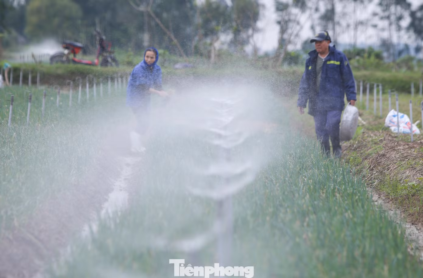 Huyện Can Lộc được xem là vựa hành lớn của Hà Tĩnh, với tổng diện tích trồng khoảng 200 ha, tập trung tại 3 xã Thiên Lộc, Vượng Lộc và Thuần Thiện. Tuy nhiên những năm gần đây, diện tích trồng hành giảm dần do thiếu nguồn nhân lực sản xuất.